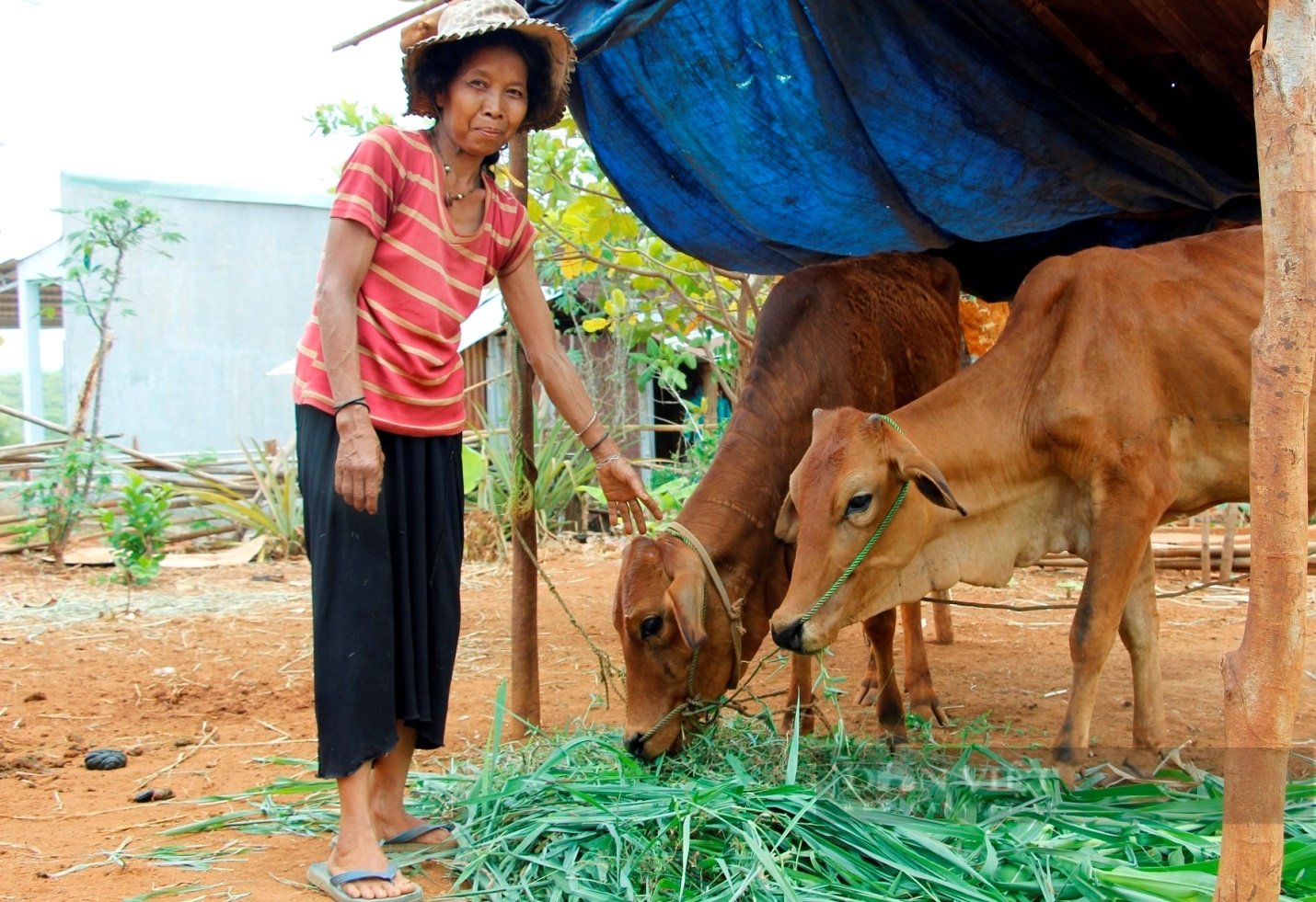 Từ con bò, cái giếng, căn nhà,…hàng ngàn hộ dân tộc thiểu số ở Bình Phước thoát nghèo - Ảnh 6.