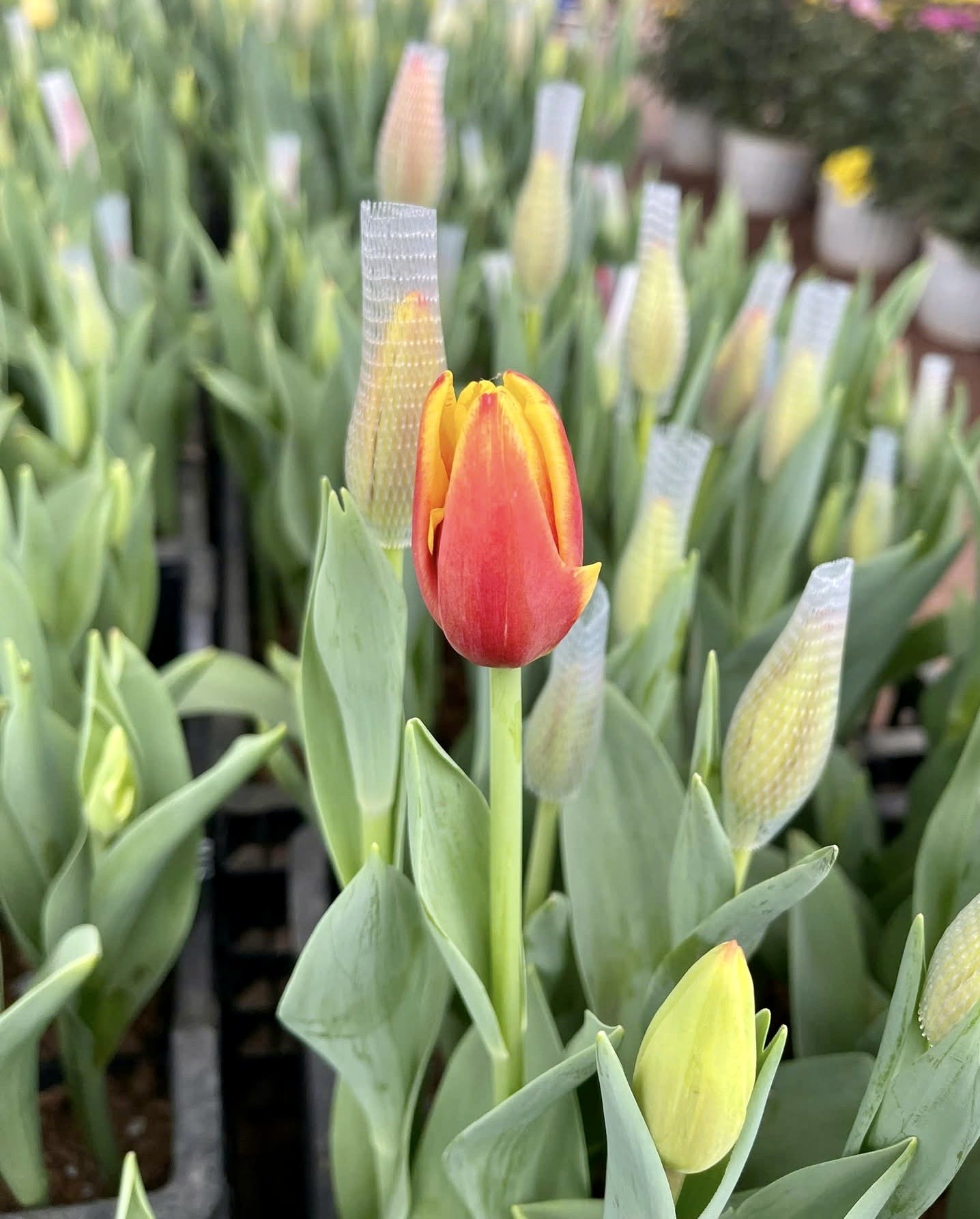 Giới trẻ mê trồng hoa tulip, tiểu thương thu hàng chục triệu mỗi ngày ảnh 5