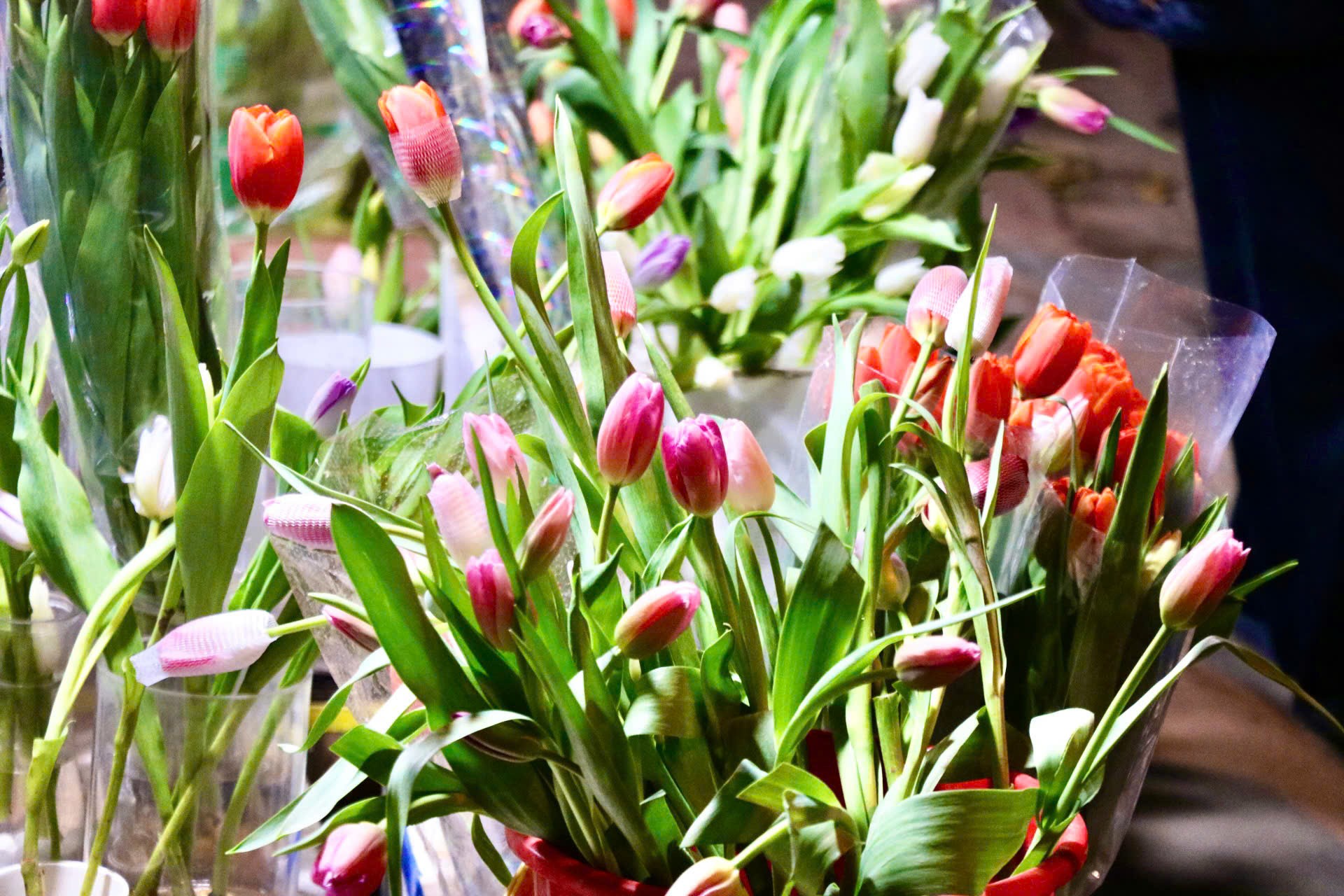 Giới trẻ mê trồng hoa tulip, tiểu thương thu hàng chục triệu mỗi ngày ảnh 7