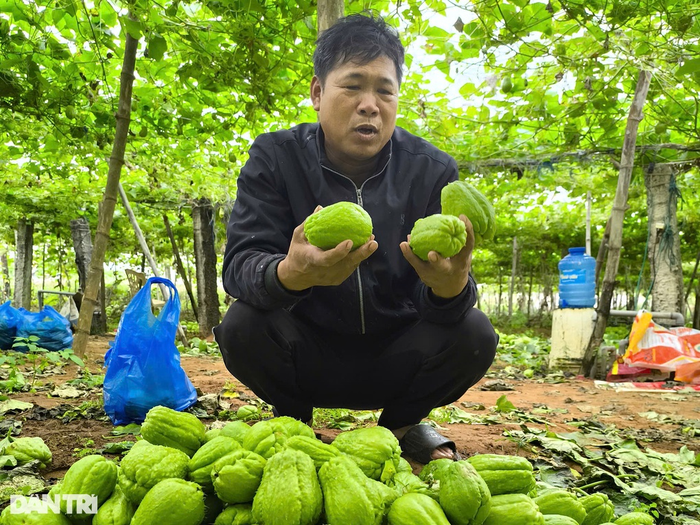 Su su rớt giá thê thảm, nông dân vứt đầy ruộng - 2 Su su rớt giá thê thảm, nông dân vứt đầy ruộng - 2