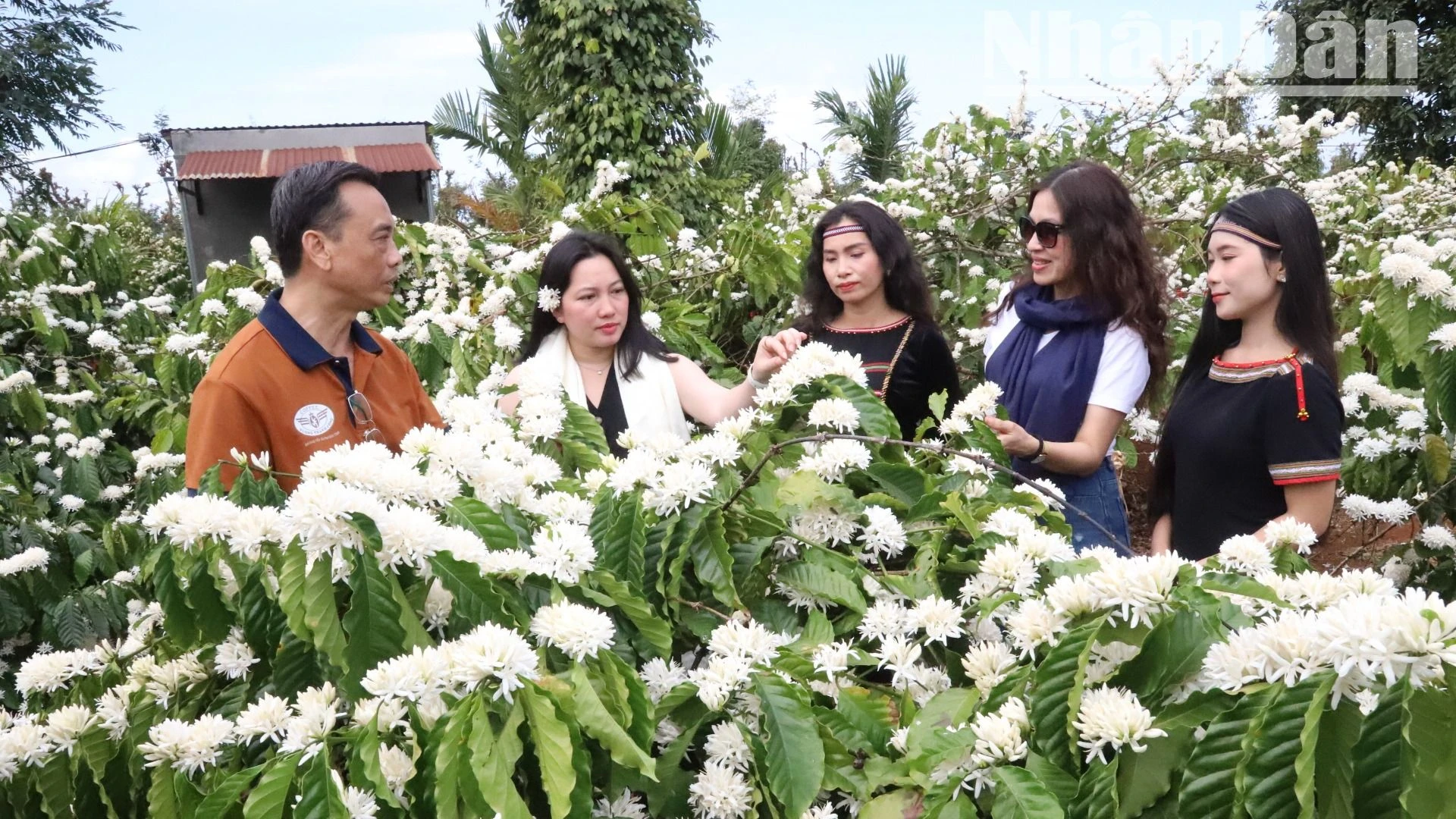 [Ảnh] Say đắm hương sắc mùa hoa cà-phê giữa đại ngàn Tây Nguyên ảnh 18