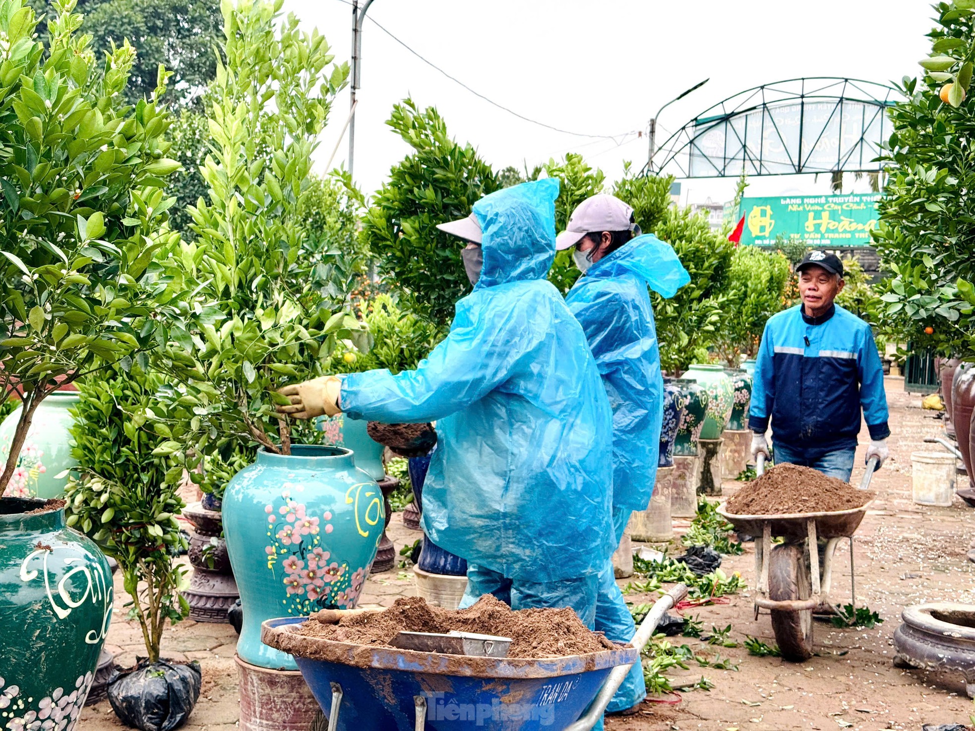 Mặc mưa phùn và nồm ẩm, người dân thủ phủ quất Tứ Liên vẫn ra vườn chuẩn bị cho vụ mới ảnh 2