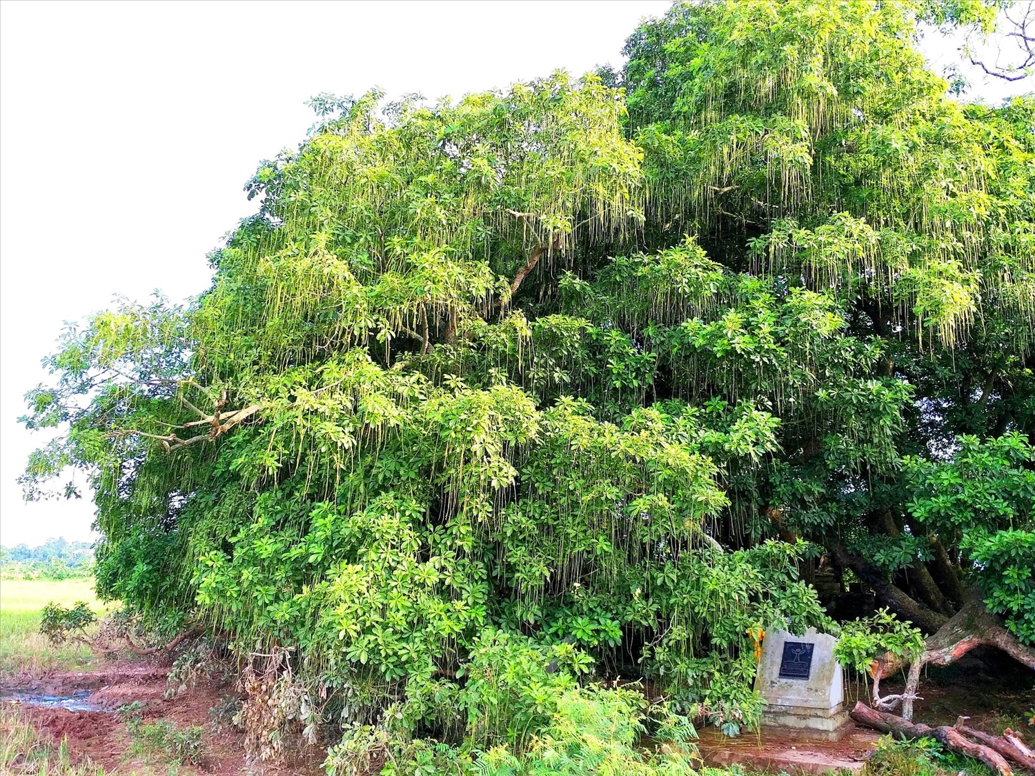 Một nơi ở Phú Thọ có 