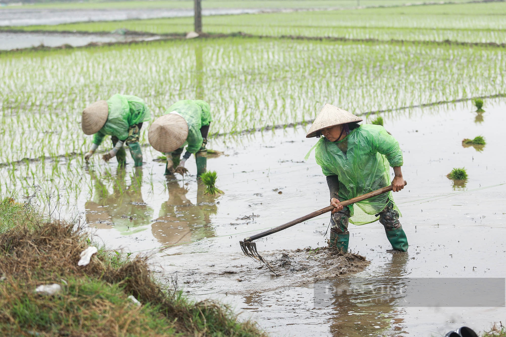 Nông dân ngoại thành Hà Nội mặc áo mưa đi cấy lúa dưới tiết trời lạnh giá- Ảnh 3.