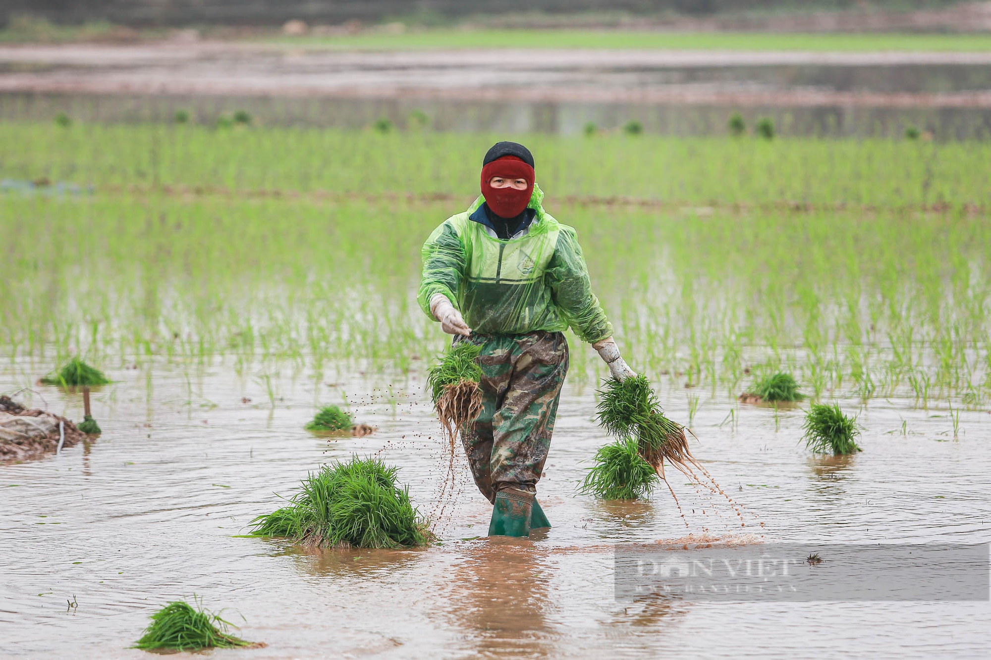 Nông dân ngoại thành Hà Nội mặc áo mưa đi cấy lúa dưới tiết trời lạnh giá- Ảnh 4.