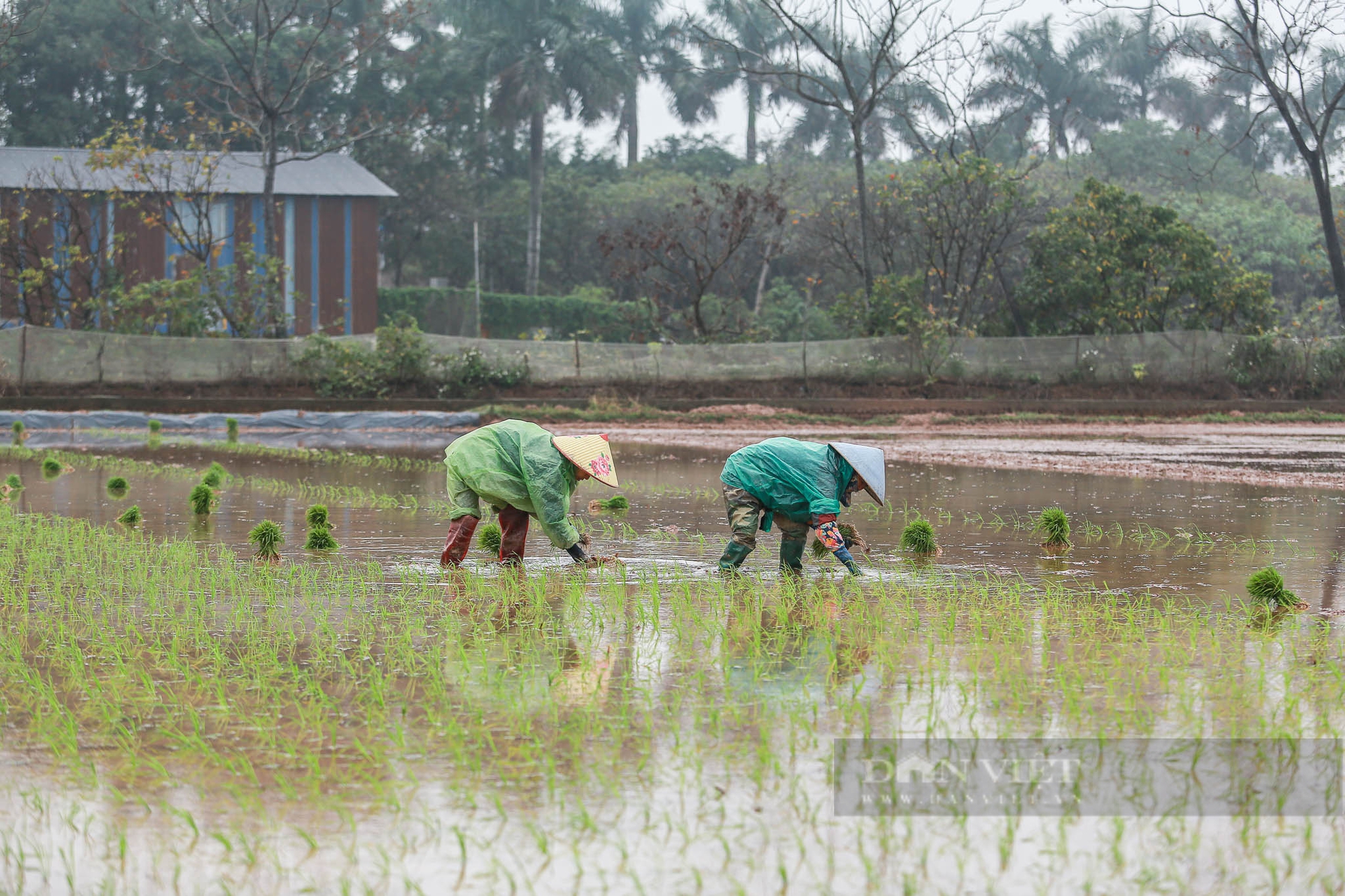 Nông dân ngoại thành Hà Nội mặc áo mưa đi cấy lúa dưới tiết trời lạnh giá- Ảnh 5.