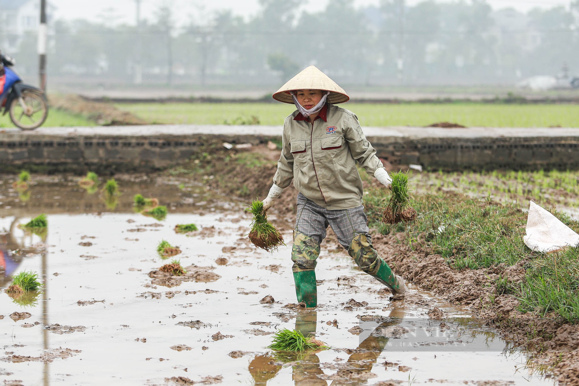 Nông dân ngoại thành Hà Nội mặc áo mưa đi cấy lúa dưới tiết trời lạnh giá- Ảnh 9.