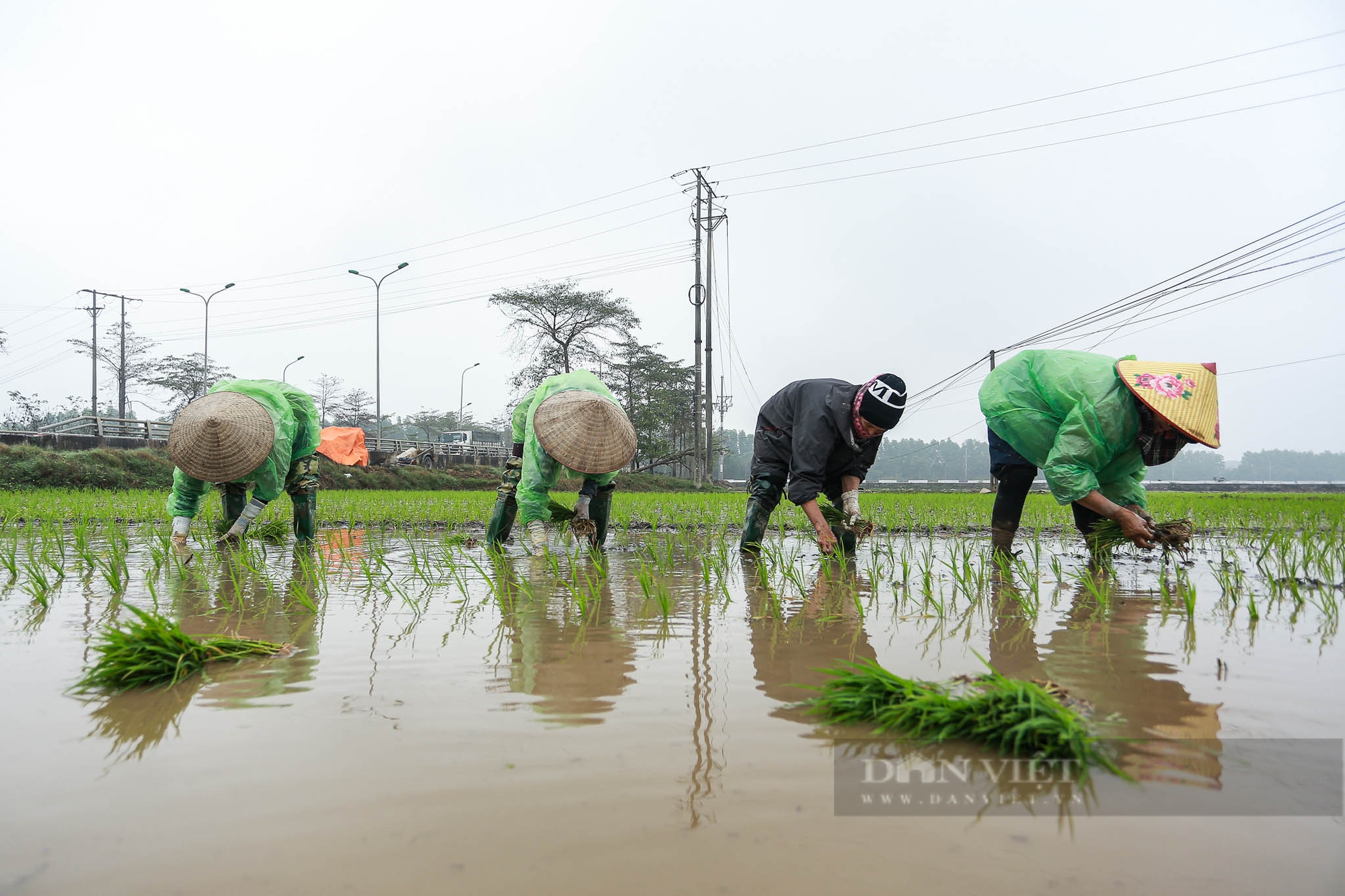 Nông dân ngoại thành Hà Nội mặc áo mưa đi cấy lúa dưới tiết trời lạnh giá- Ảnh 10.