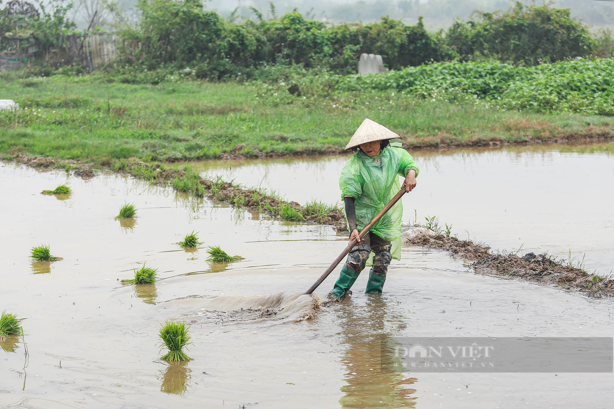 Nông dân ngoại thành Hà Nội mặc áo mưa đi cấy lúa dưới tiết trời lạnh giá- Ảnh 11.