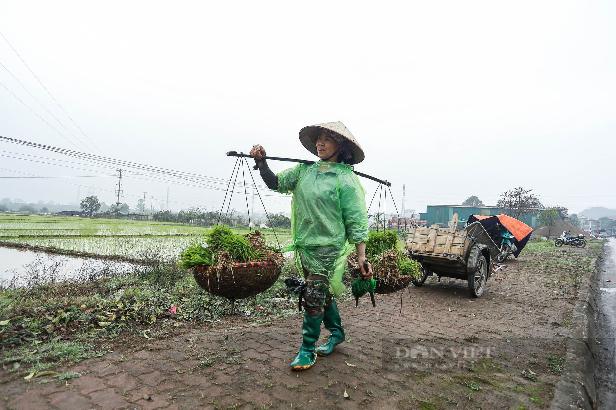 Nông dân ngoại thành Hà Nội mặc áo mưa đi cấy lúa dưới tiết trời lạnh giá- Ảnh 13.