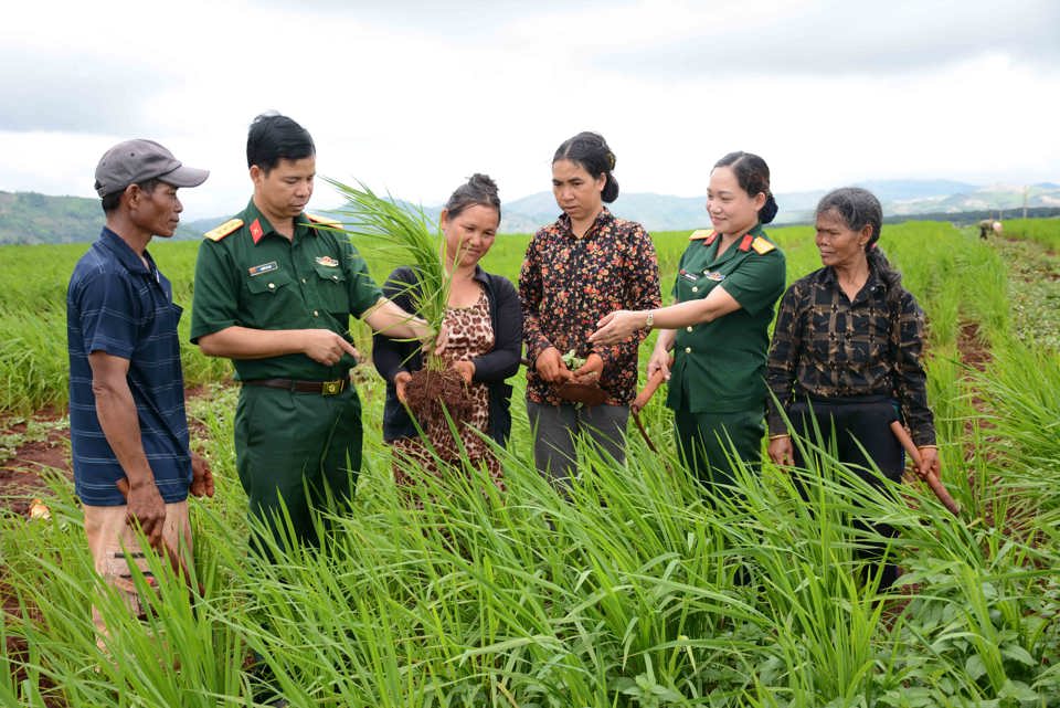 Cán bộ Binh đoàn 15 hướng dẫn bà con trồng lúa xen canh.