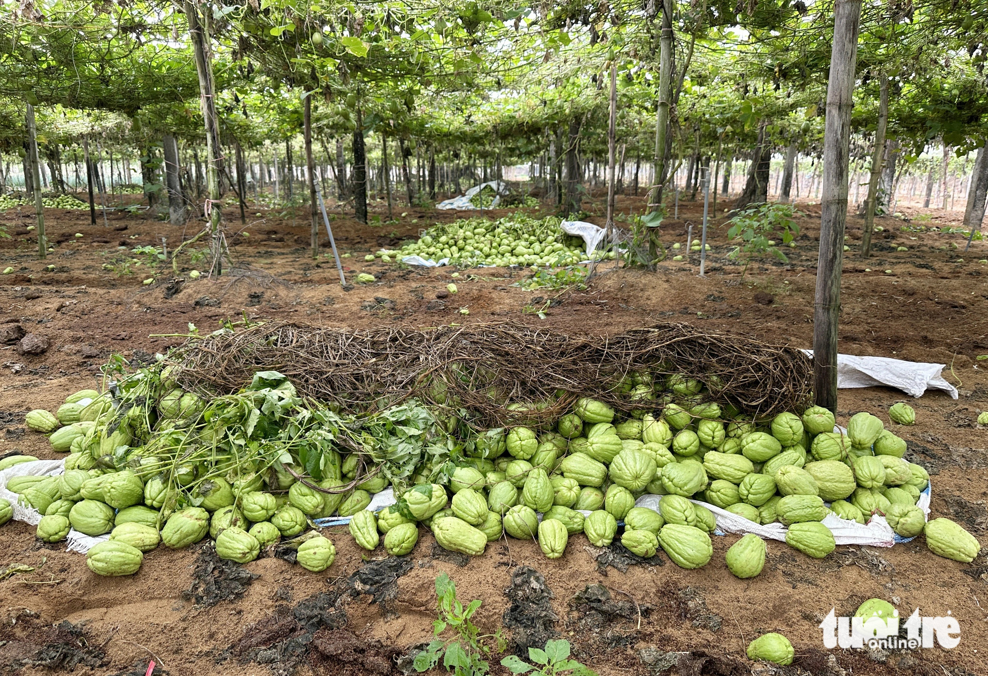 Su su rớt giá còn 300 đồng/kg, nông dân Nghệ An đổ đầy ruộng - Ảnh 7.