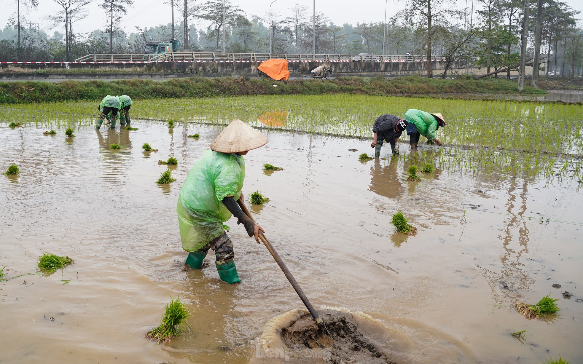 Nông dân Hà Nội lội ruộng cấy lúa dưới mưa phùn, gió lạnh ảnh 2