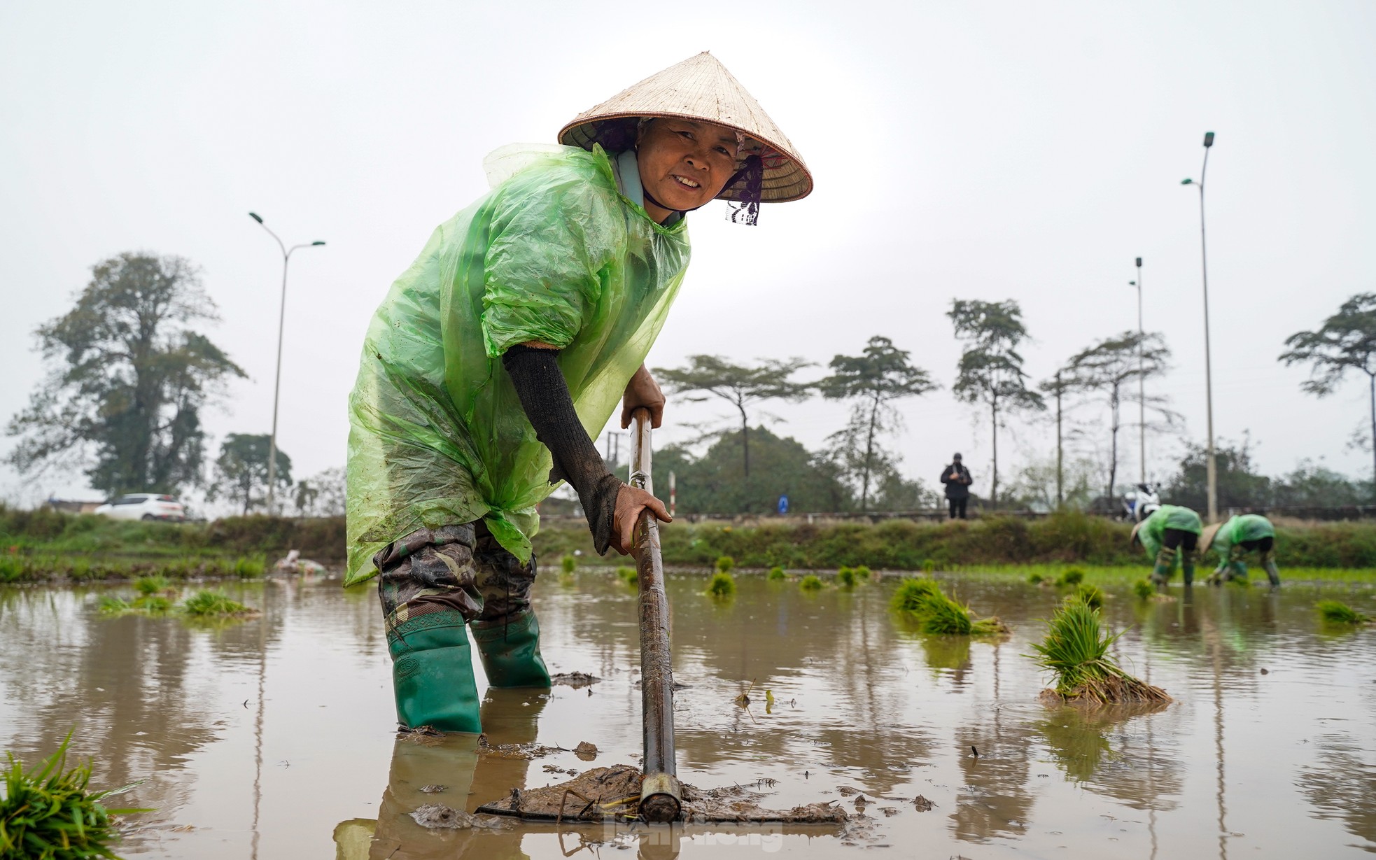 Nông dân Hà Nội lội ruộng cấy lúa dưới mưa phùn, gió lạnh ảnh 3