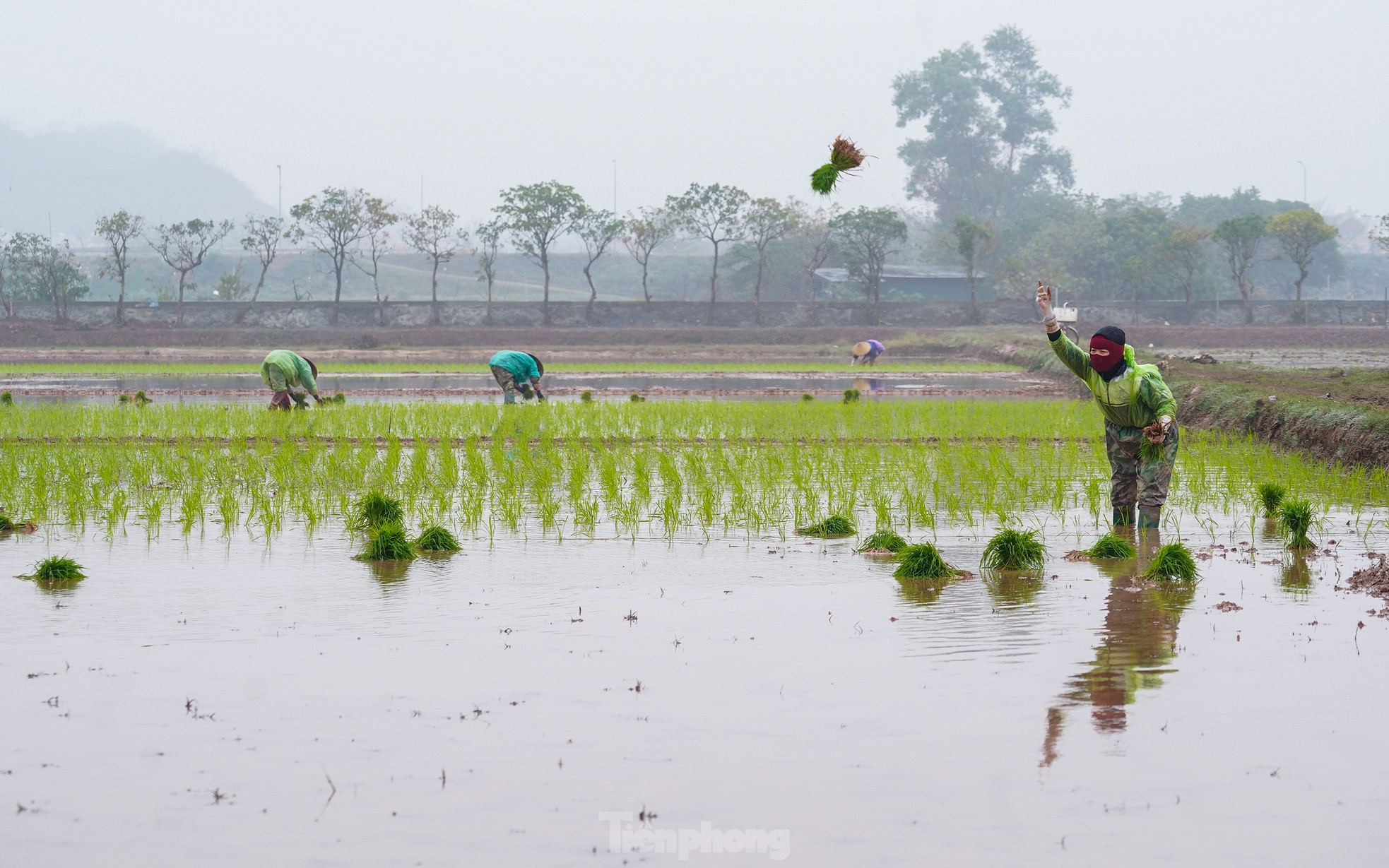 Nông dân Hà Nội lội ruộng cấy lúa dưới mưa phùn, gió lạnh ảnh 5