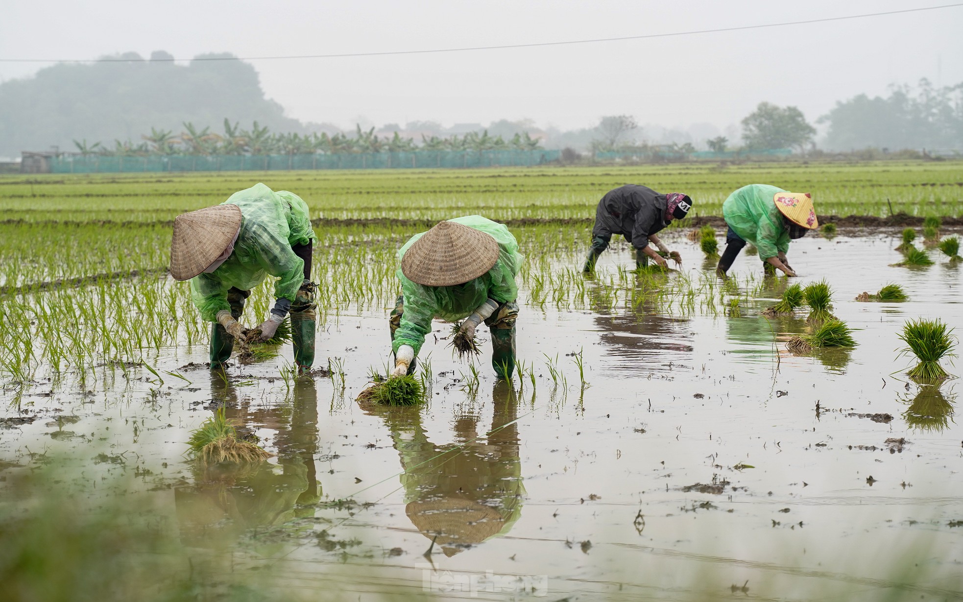 Nông dân Hà Nội lội ruộng cấy lúa dưới mưa phùn, gió lạnh ảnh 9