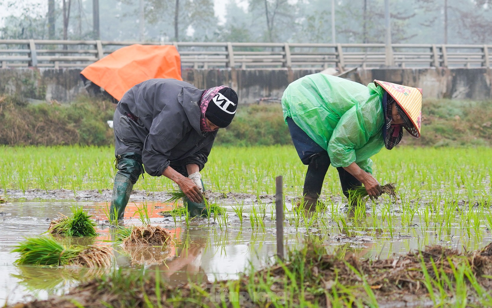 Nông dân Hà Nội lội ruộng cấy lúa dưới mưa phùn, gió lạnh ảnh 10