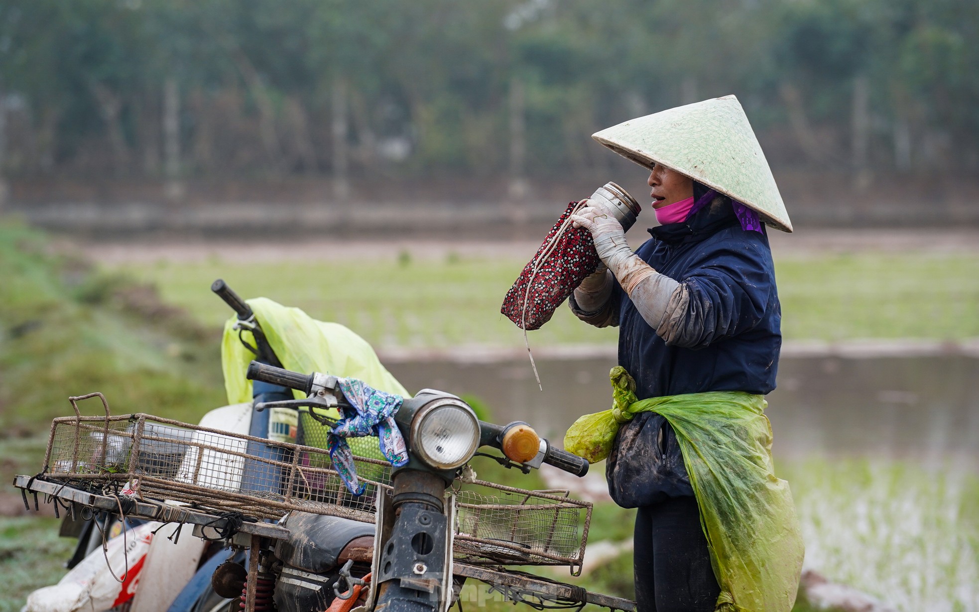 Nông dân Hà Nội lội ruộng cấy lúa dưới mưa phùn, gió lạnh ảnh 13