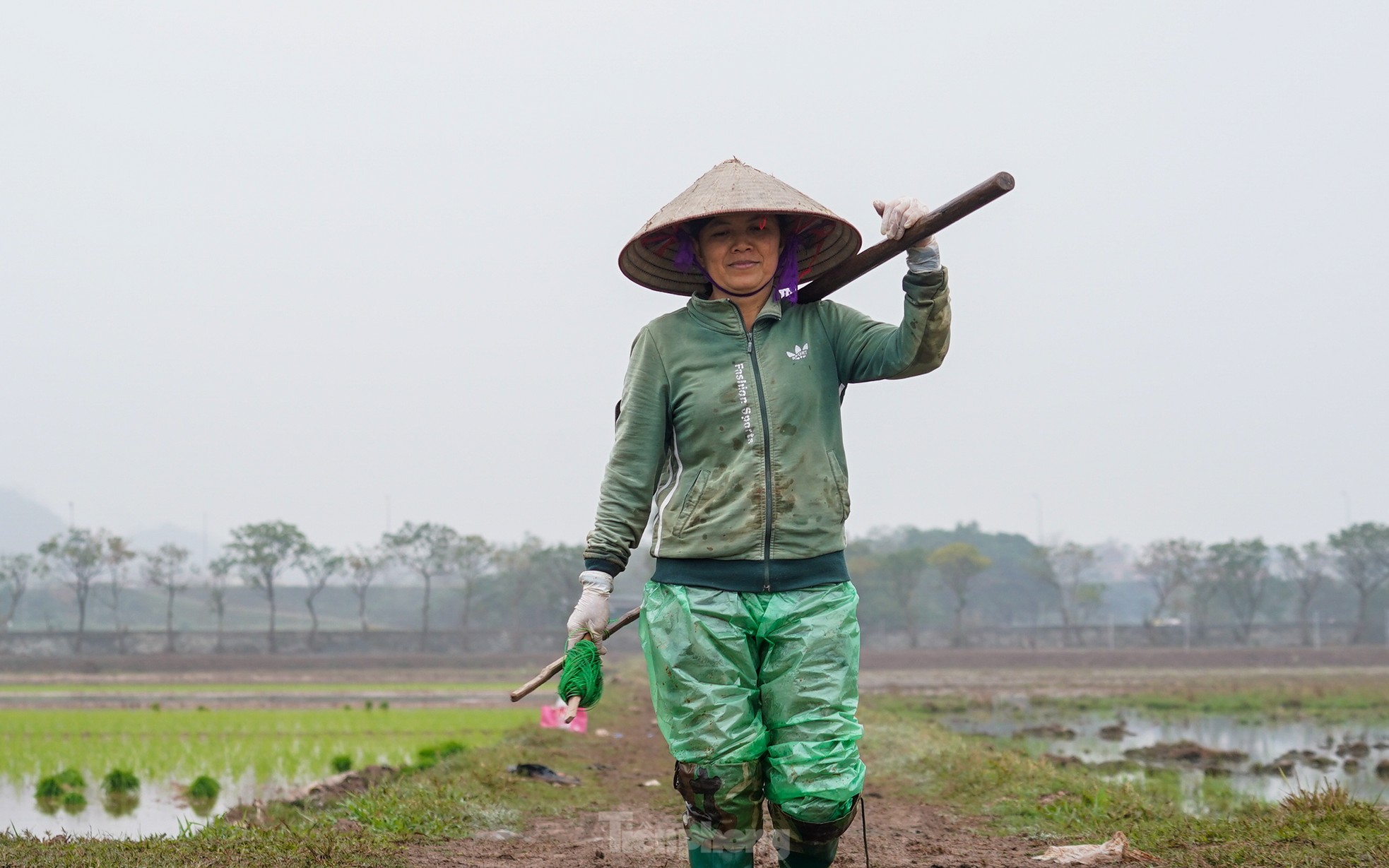 Nông dân Hà Nội lội ruộng cấy lúa dưới mưa phùn, gió lạnh ảnh 15