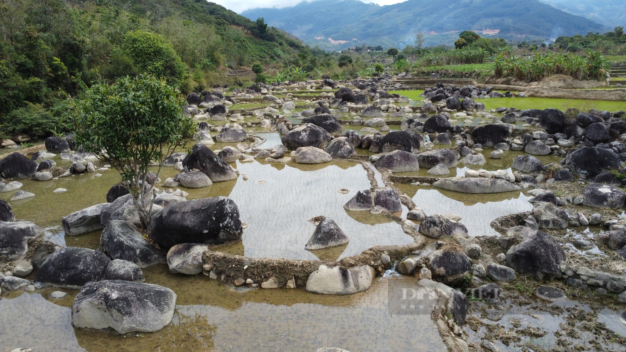 Cánh đồng lởm chởm đá tảng nhưng người dân một xã ở Lâm Đồng vẫn giữ lại, trồng lúa vài chục năm qua - Ảnh 2.