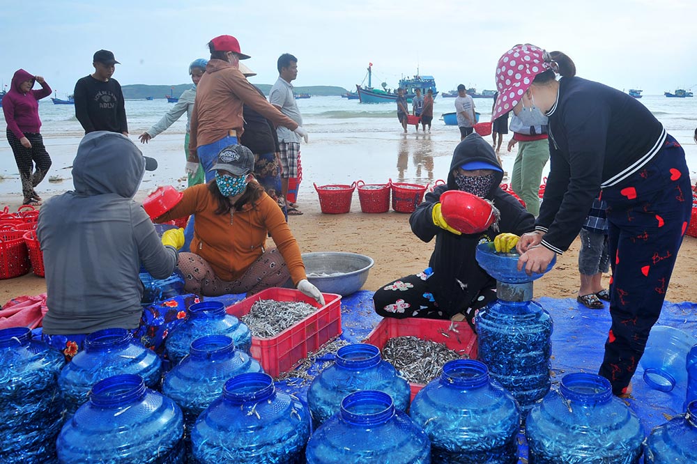 Một loài cá xuất hiện dày đặc, ngư dân đánh tàu đi 1 đêm bắt được hàng tấn, lãi ngay 20-40 triệu đồng - Ảnh 4.