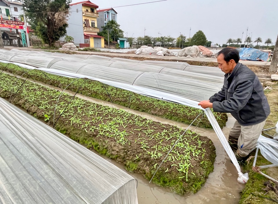 Che phủ nilon là giải pháp phổ biến của người dân nhằm phòng, chống mưa rét cho rau màu.