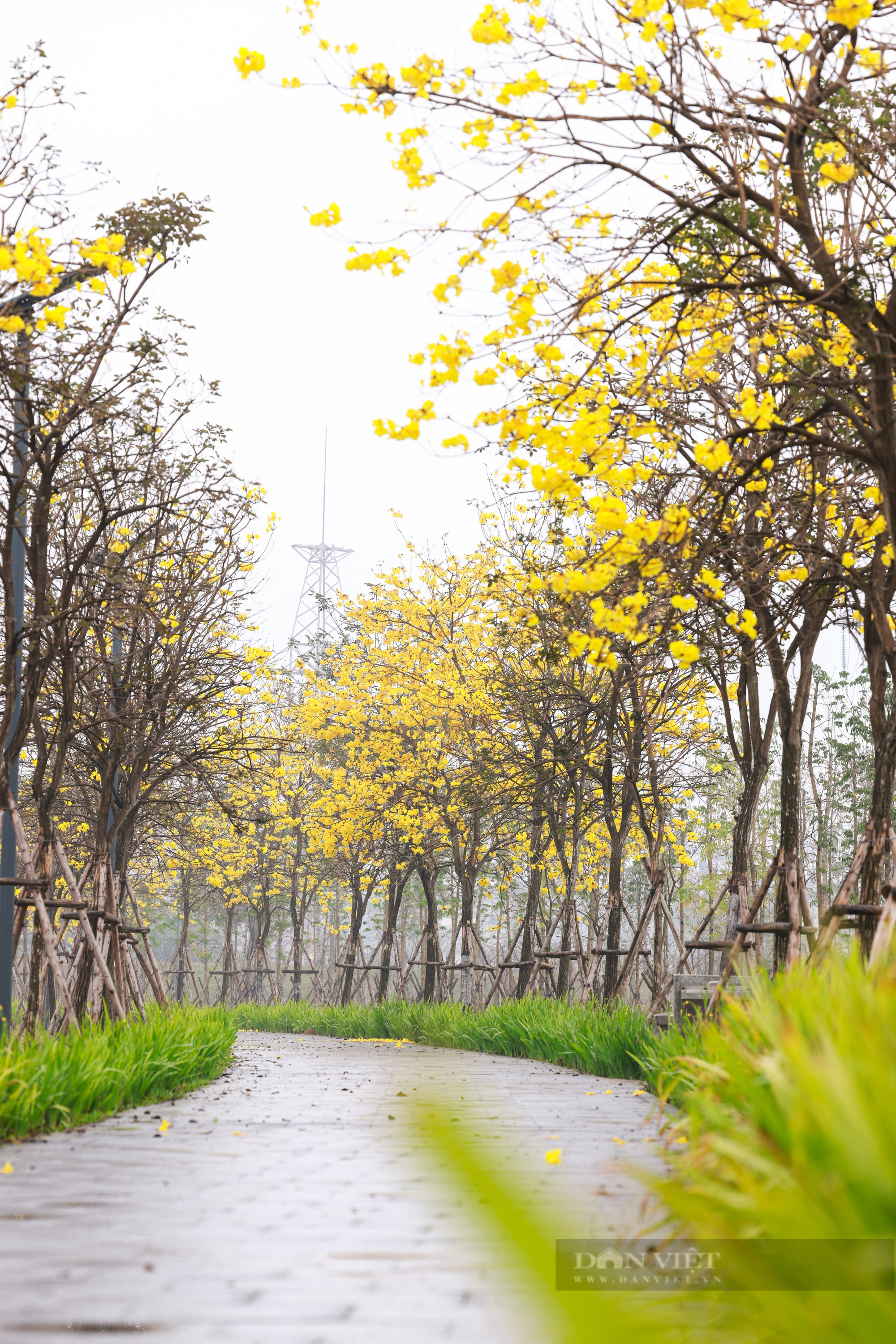 Con đường hoa màu vàng, cảnh đẹp không khác gì Hàn Quốc đang gây sốt ở Hà Nội- Ảnh 3.