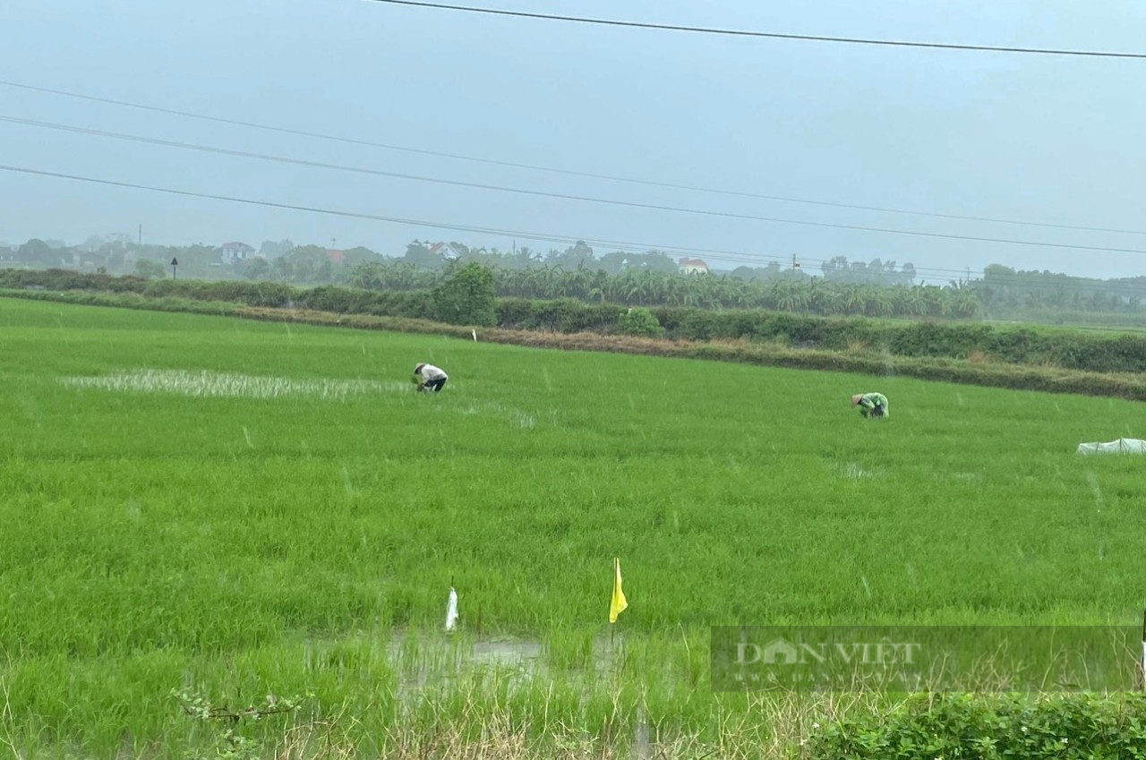 Ninh Bình: Đầu tư hệ thống thuỷ lợi góp phần bền vững sản xuất nông nghiệp - Ảnh 6.