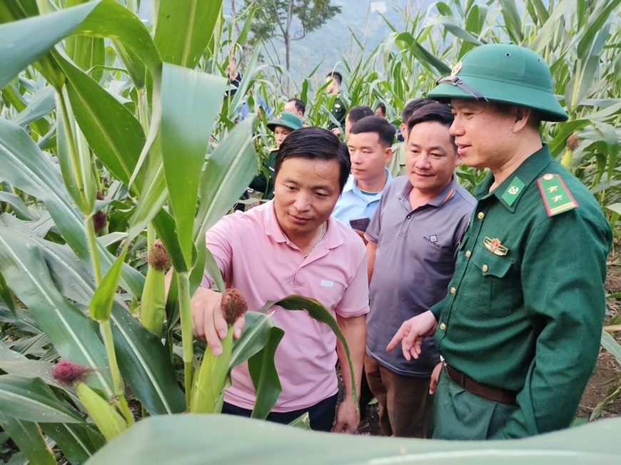 Đồn Biên phòng Pù Nhi (huyện Mường Lát) tổ chức hướng dẫn, giới thiệu cho nhân dân địa phương tham quan giống ngô sản lượng cao 