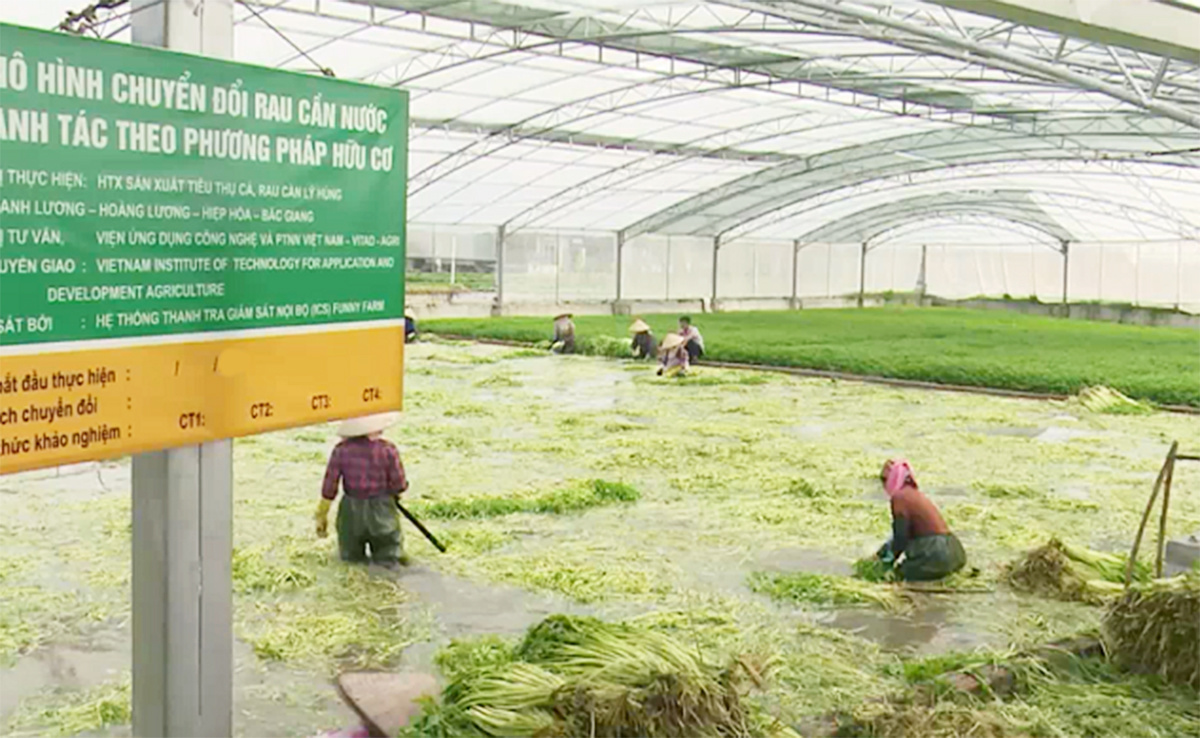 Cả làng ở Bắc Giang trồng thứ rau giòn rụm, mùi thơm tạo cảm giác thèm ăn, nhà nào trồng nhiều là giàu hẳn - Ảnh 2.