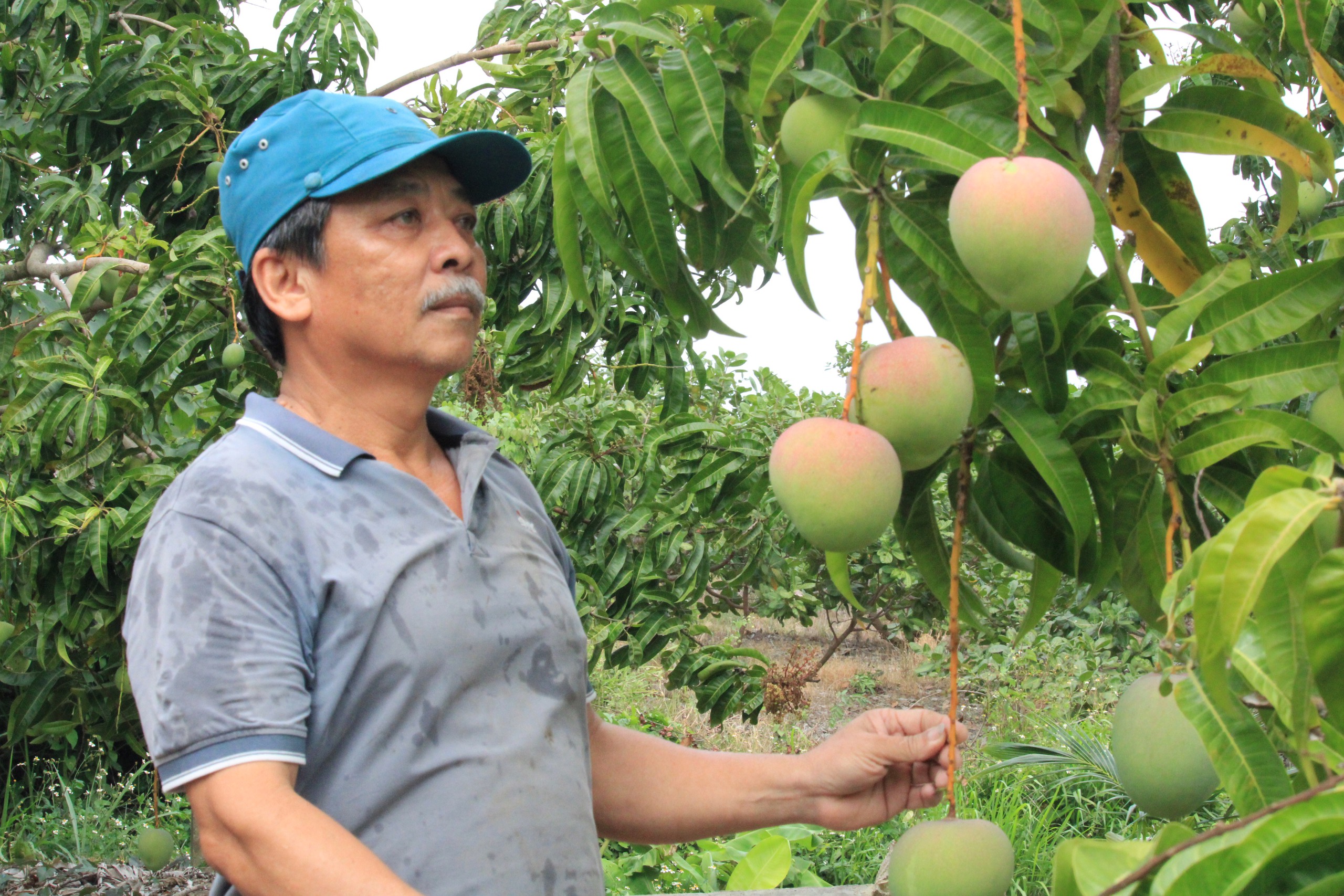 Cam Lâm phấn đấu đến cuối năm 2025 đạt chuẩn huyện nông thôn mới - Ảnh 4.