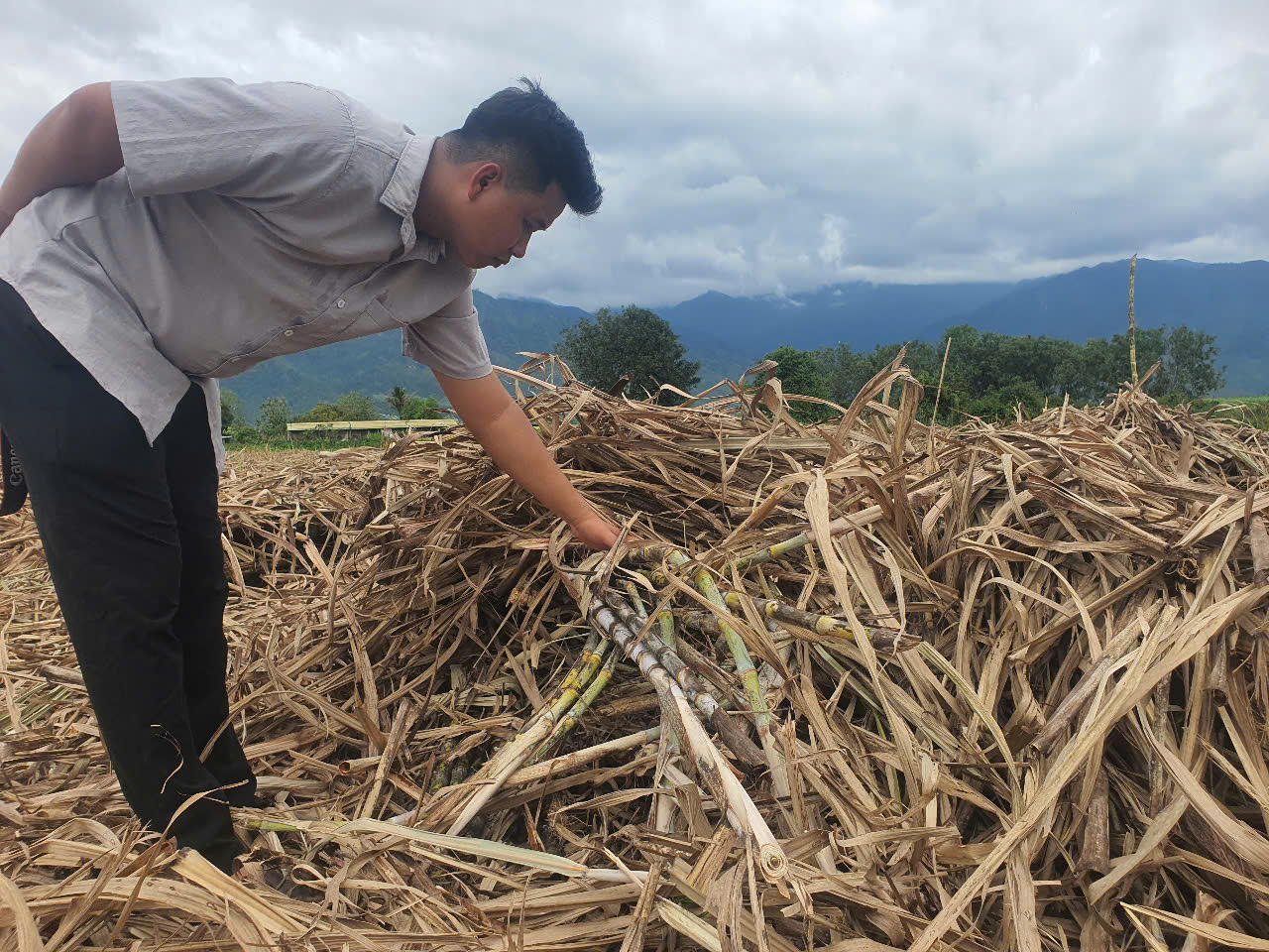 Vì đâu cây mía ở Ninh Hòa (Khánh Hòa) giảm hàng nghìn ha? - Ảnh 3.