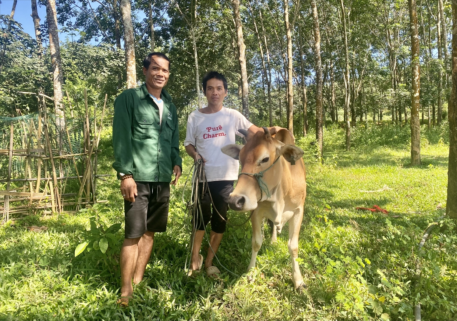 Ông A Ngan (áo trắng), thôn Kon Boong, xã Đăk Môn, huyện Đăk Glei phấn khởi khi được hỗ trợ 1 con bò cái sinh sản từ nguồn vốn Chương trình MTQG 1719