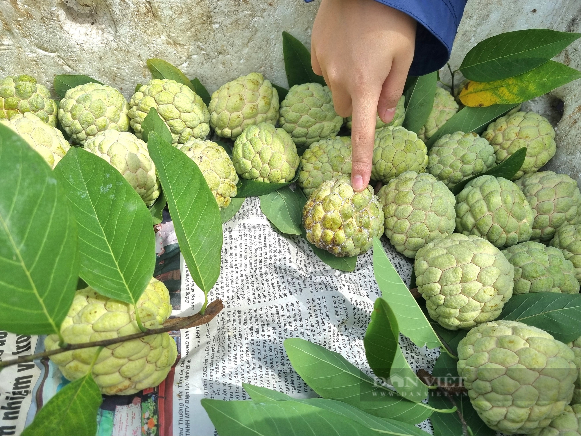 Giảm nghèo ở Ninh Bình, đồng bào dân tộc Mường gây dựng mô hình sản xuất mới - Ảnh 8.