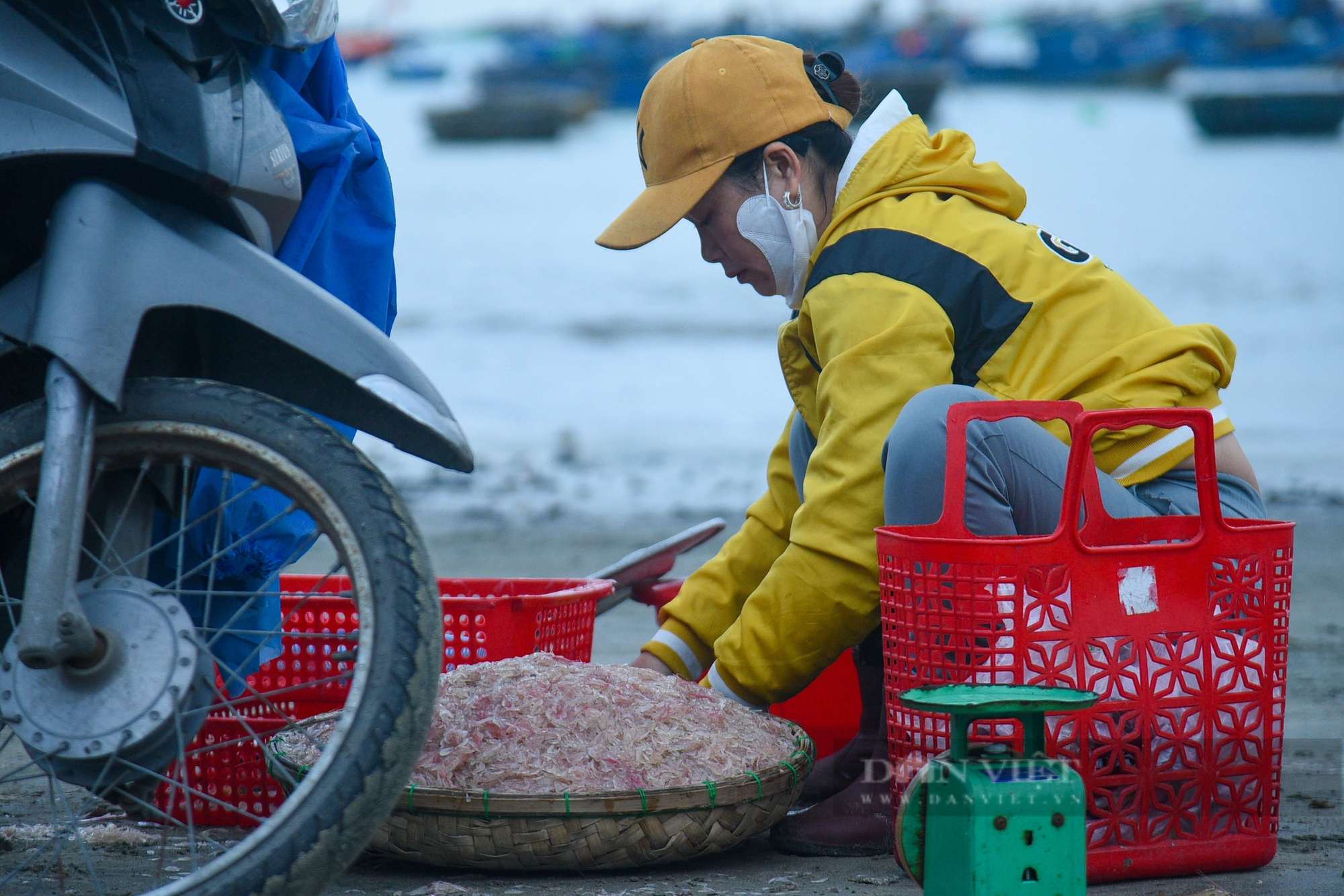 Chuyện mùa ruốc biển Đà Nẵng: Được giá nhưng mất mùa- Ảnh 6.