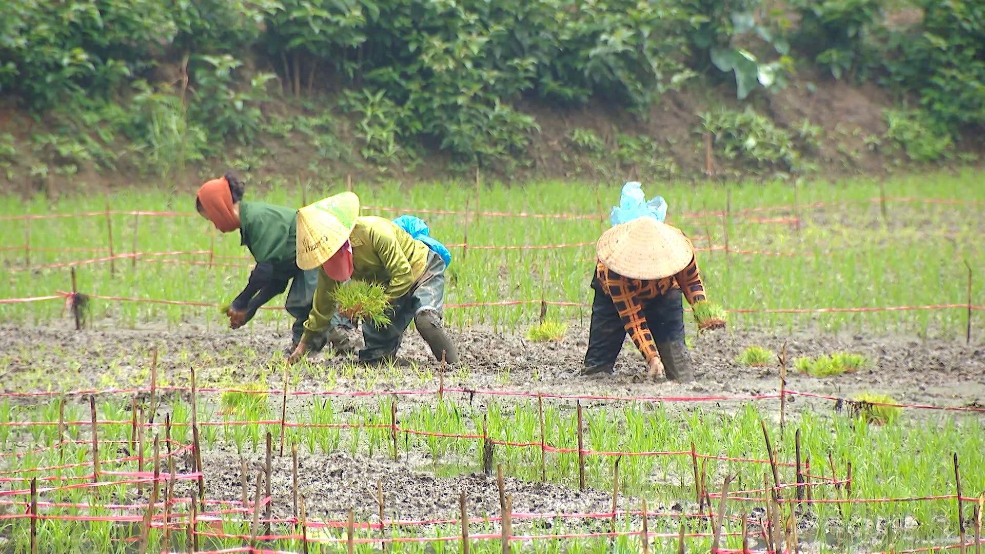 Bức tranh “cá vượt vũ môn” khổng lồ dần hiện hữu trên cánh đồng lúa Ninh Bình - Ảnh 2.