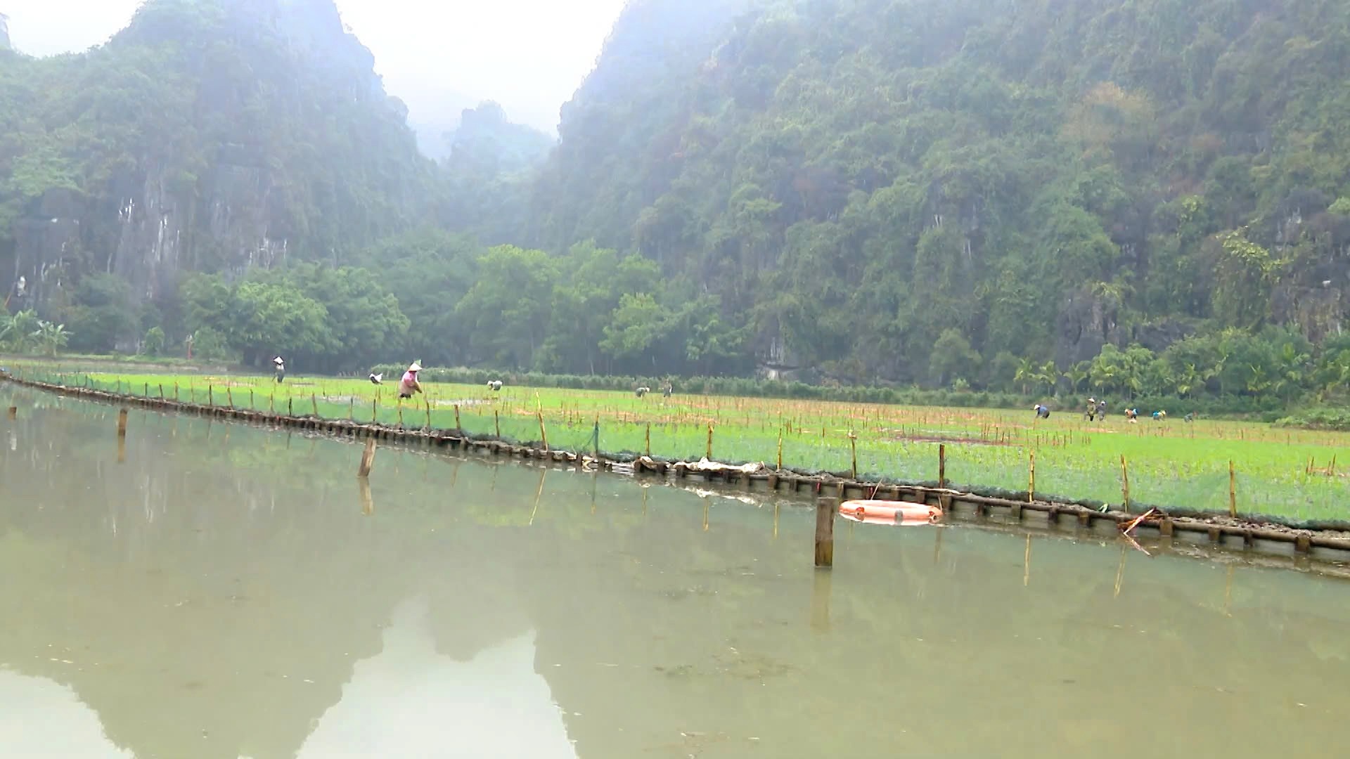 Bức tranh “cá vượt vũ môn” khổng lồ dần hiện hữu trên cánh đồng lúa Ninh Bình - Ảnh 3.