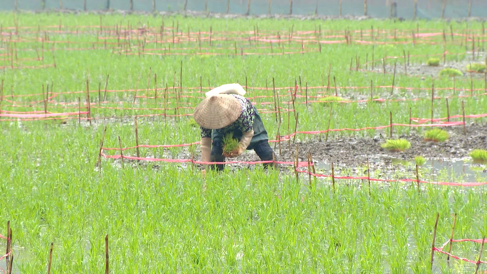 Bức tranh “cá vượt vũ môn” khổng lồ dần hiện hữu trên cánh đồng lúa Ninh Bình - Ảnh 4.