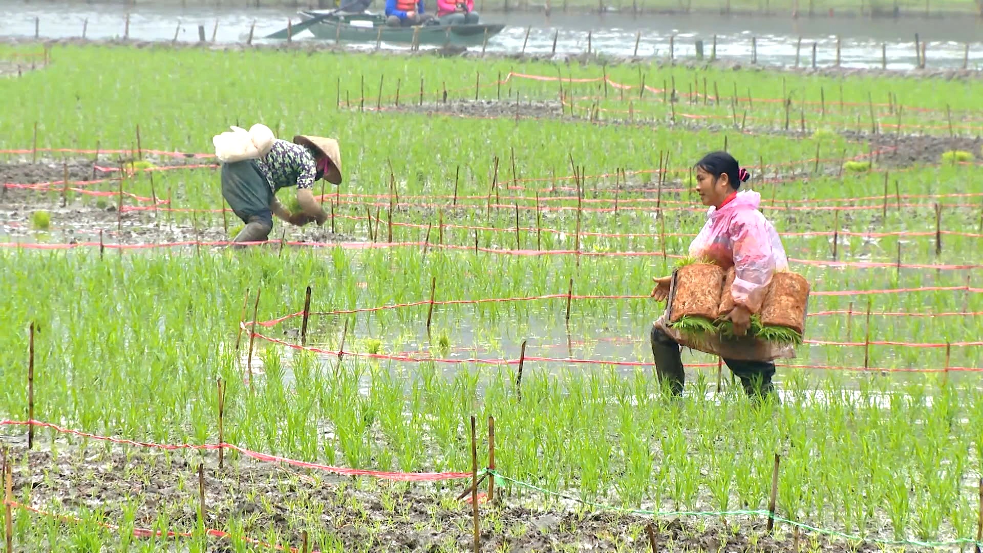 Bức tranh “cá vượt vũ môn” khổng lồ dần hiện hữu trên cánh đồng lúa Ninh Bình - Ảnh 5.