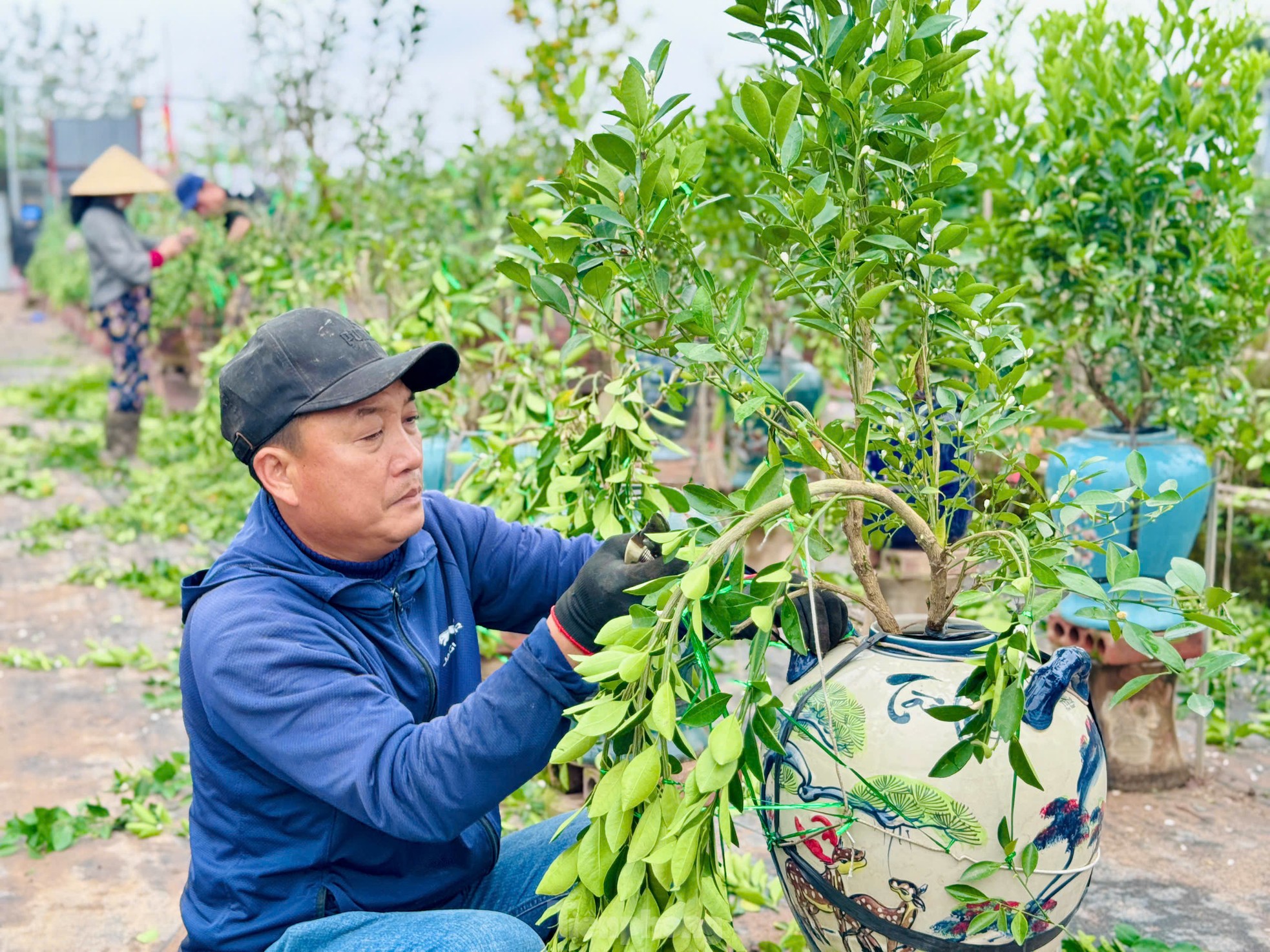 Nghề uốn cây cảnh, tạo dáng quất cho thu nhập tiền triệu mỗi ngày ảnh 5