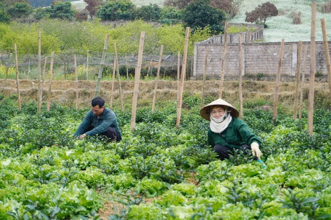 Nông nghiệp hữu cơ không chỉ đơn thuần là một phương thức canh tác, mà còn là một triết lý sống, tôn trọng tự nhiên và bảo vệ sức khỏe con người. Ảnh: Hồng Thắm.