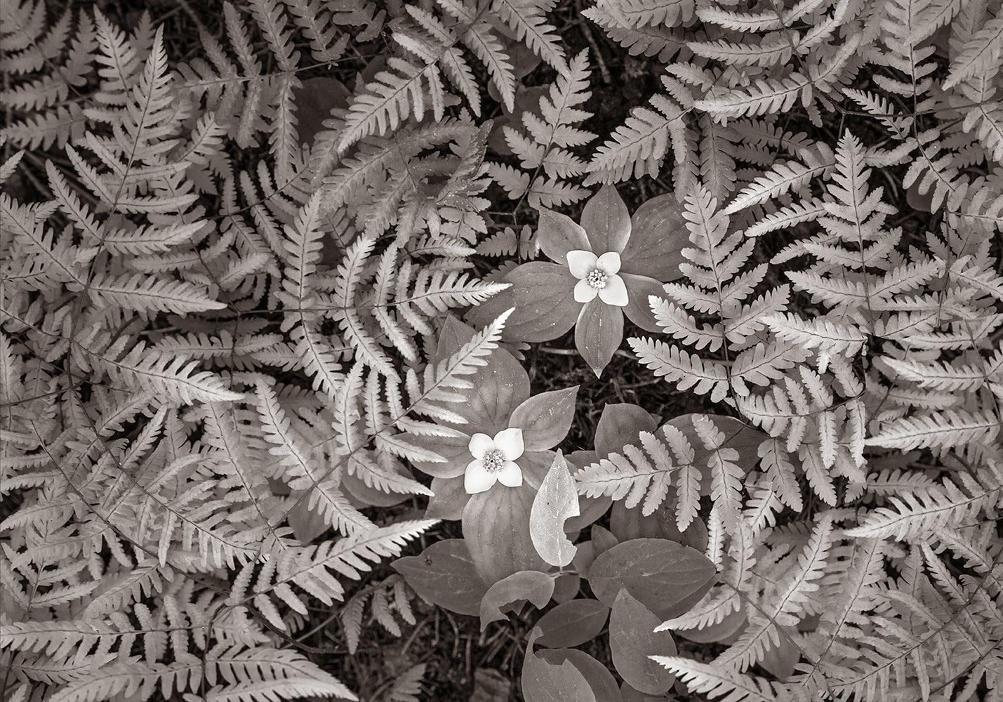 dwarf_dogwood_and_oak_ferns.jpg