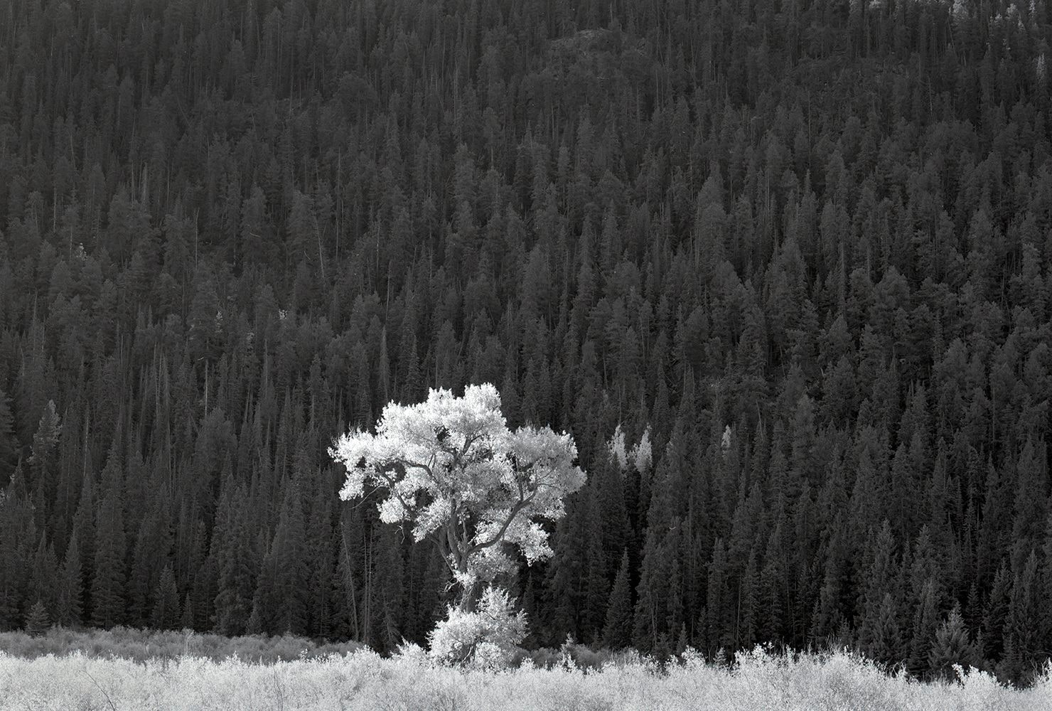 backlit_aspens_lake_fork_of_the_gunnison.jpg