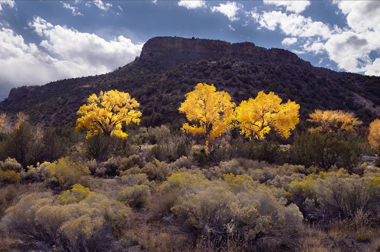 chamisa_y_cottonwoods_mesa.jpg