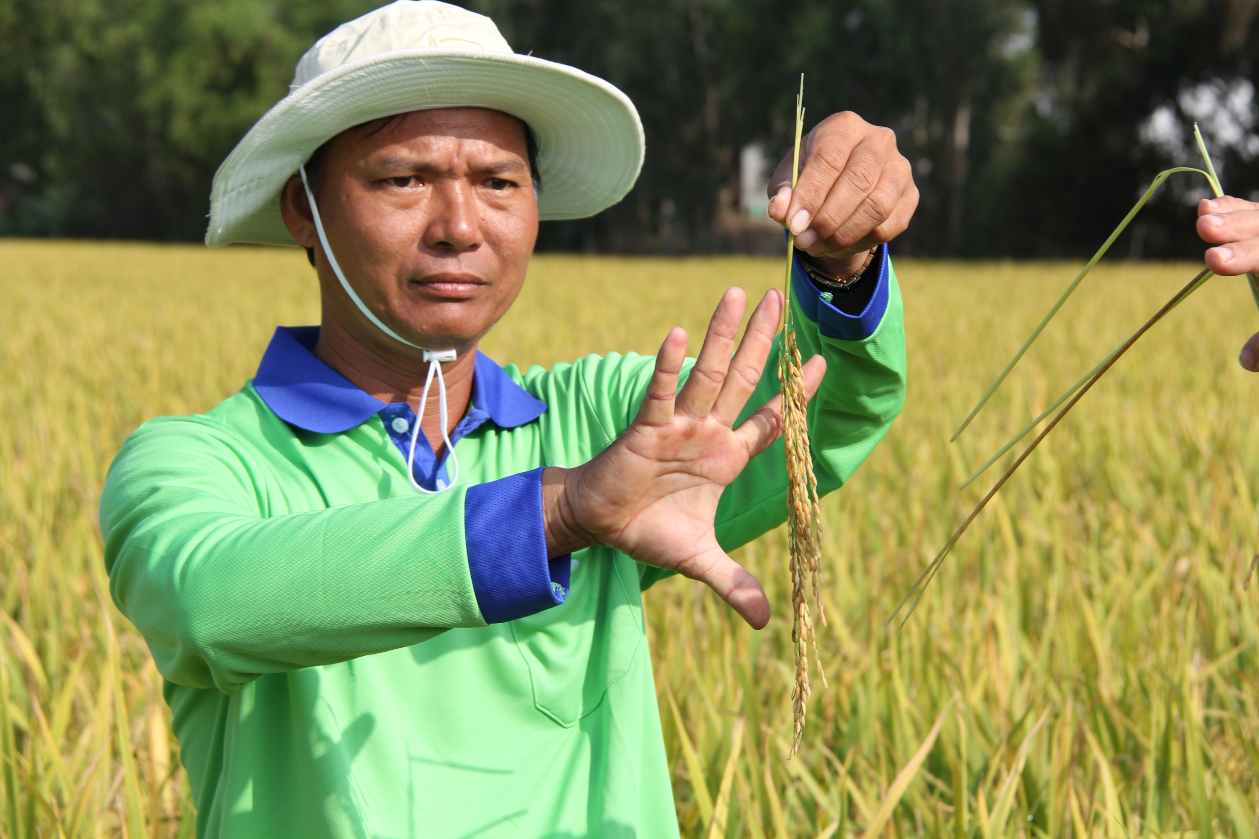 Cách anh nông dân Đồng Tháp trồng lúa đạt lợi nhuận gần 34 triệu đồng/ha trong khi nông dân kế bên chỉ 23,1 triệu đồng - Ảnh 3.