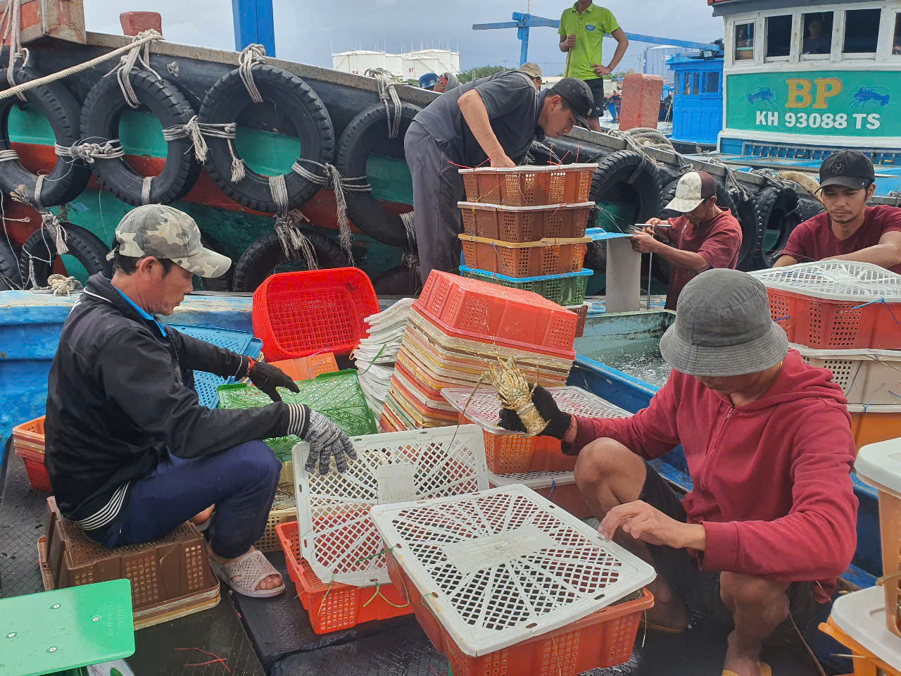 Khánh Hòa: Tôm hùm bông rớt giá, 