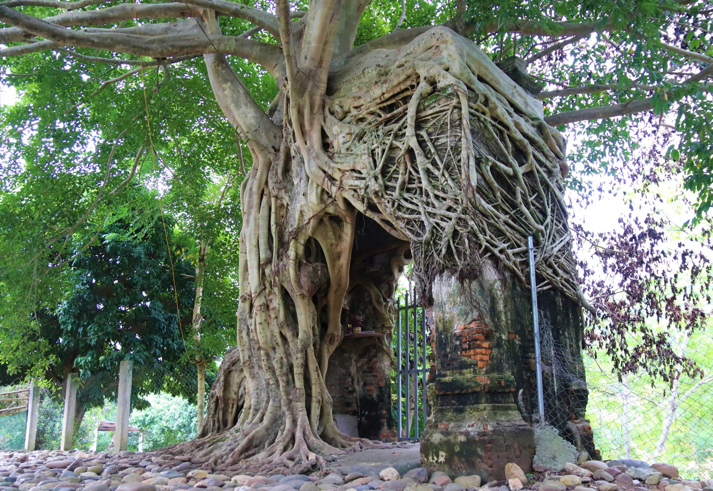 Nơi khởi nguồn dòng sông nổi tiếng ở Nghệ An, có cây đa ôm trọn cổng phủ, dân yêu cây thấy là mê - Ảnh 2.