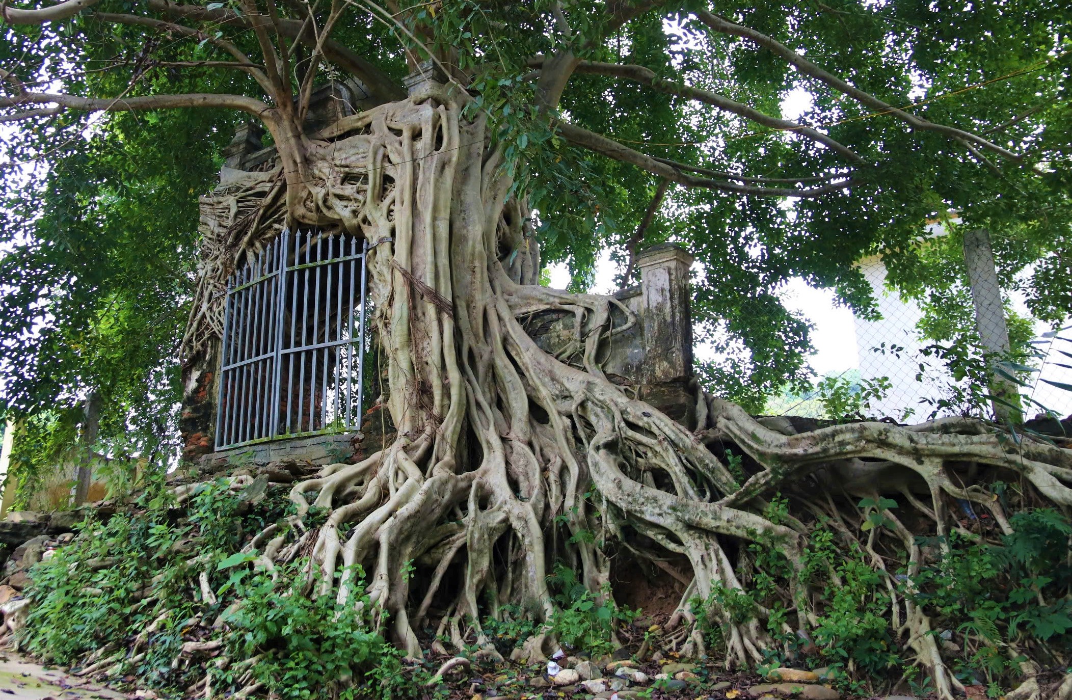 Nơi khởi nguồn dòng sông nổi tiếng ở Nghệ An, có cây đa ôm trọn cổng phủ, dân yêu cây thấy là mê - Ảnh 3.