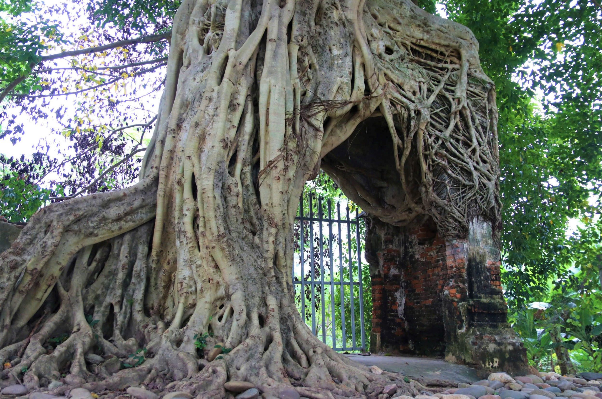 Nơi khởi nguồn dòng sông nổi tiếng ở Nghệ An, có cây đa ôm trọn cổng phủ, dân yêu cây thấy là mê - Ảnh 4.