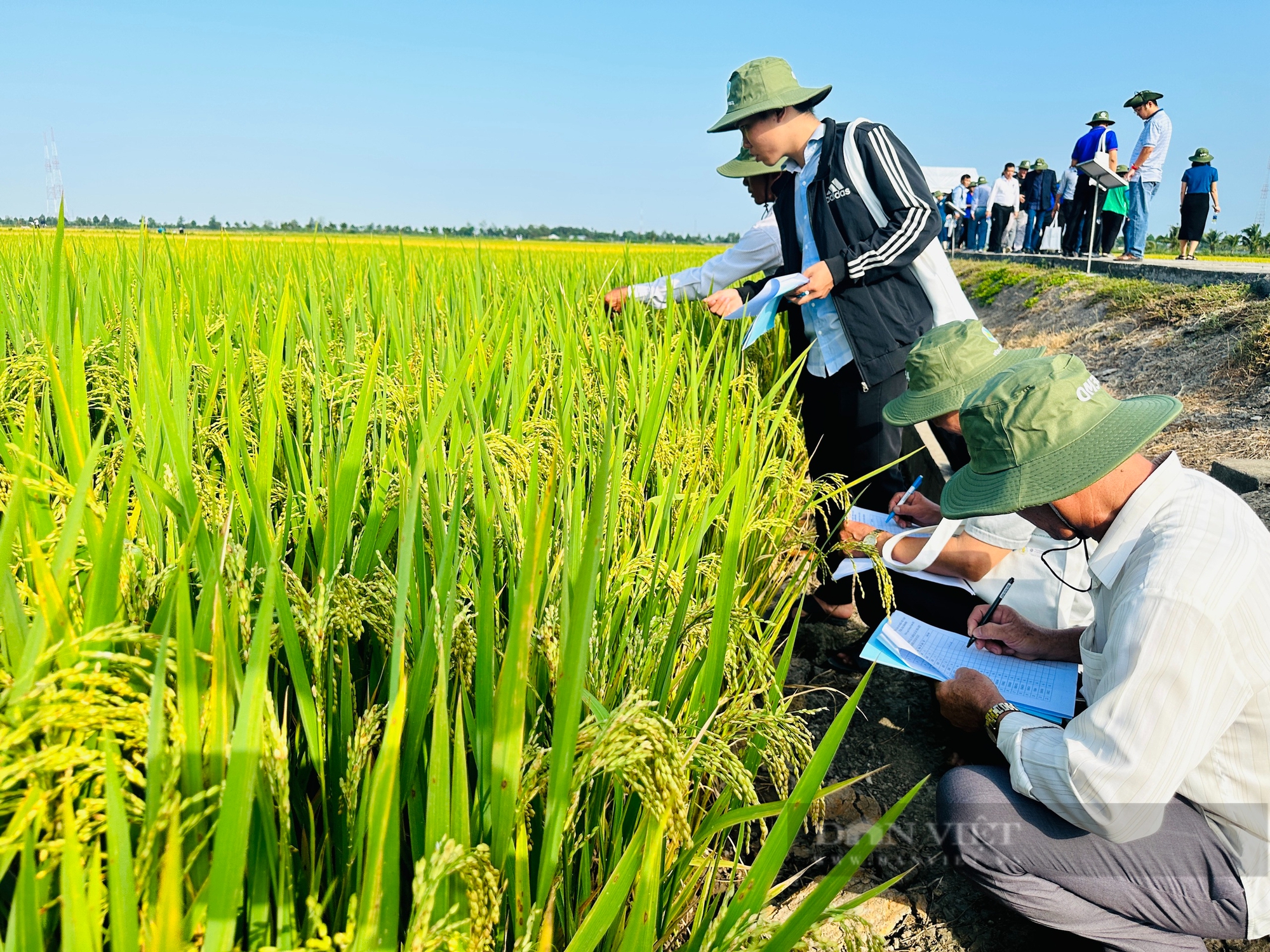 Hàng trăm người dân, hợp tác xã đến tham quan, đánh giá loạt giống lúa triển vọng năm 2025 tại Viện lúa ĐBSCL - Ảnh 4.